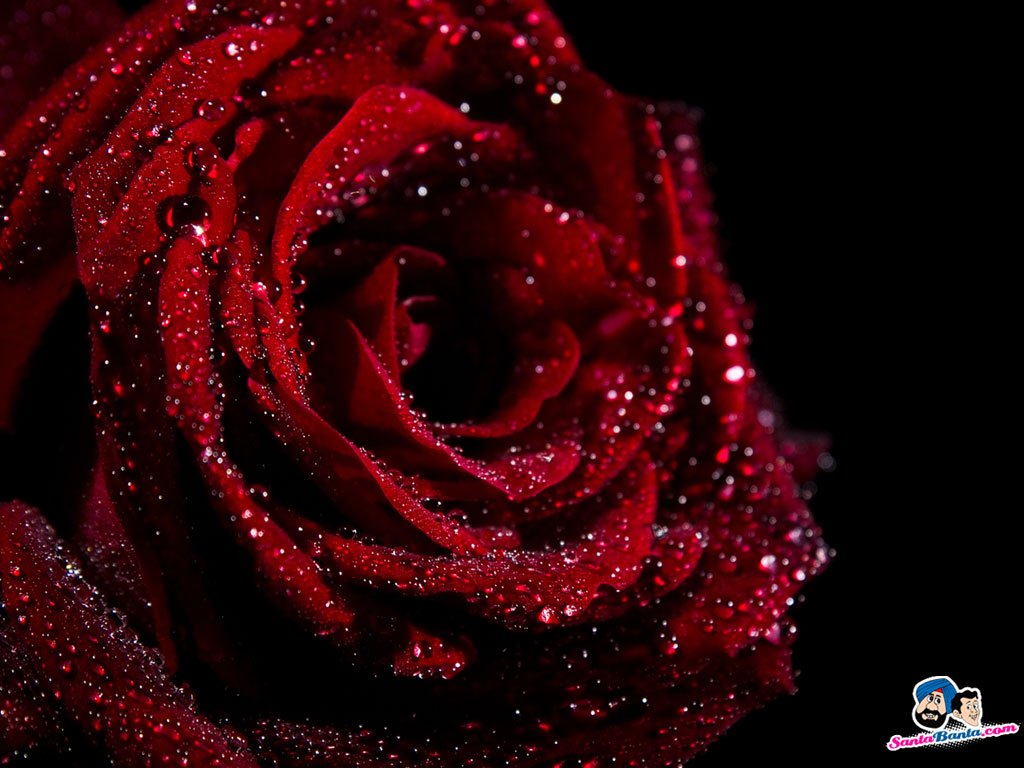Best Dark Red Rose , HD Wallpaper & Backgrounds