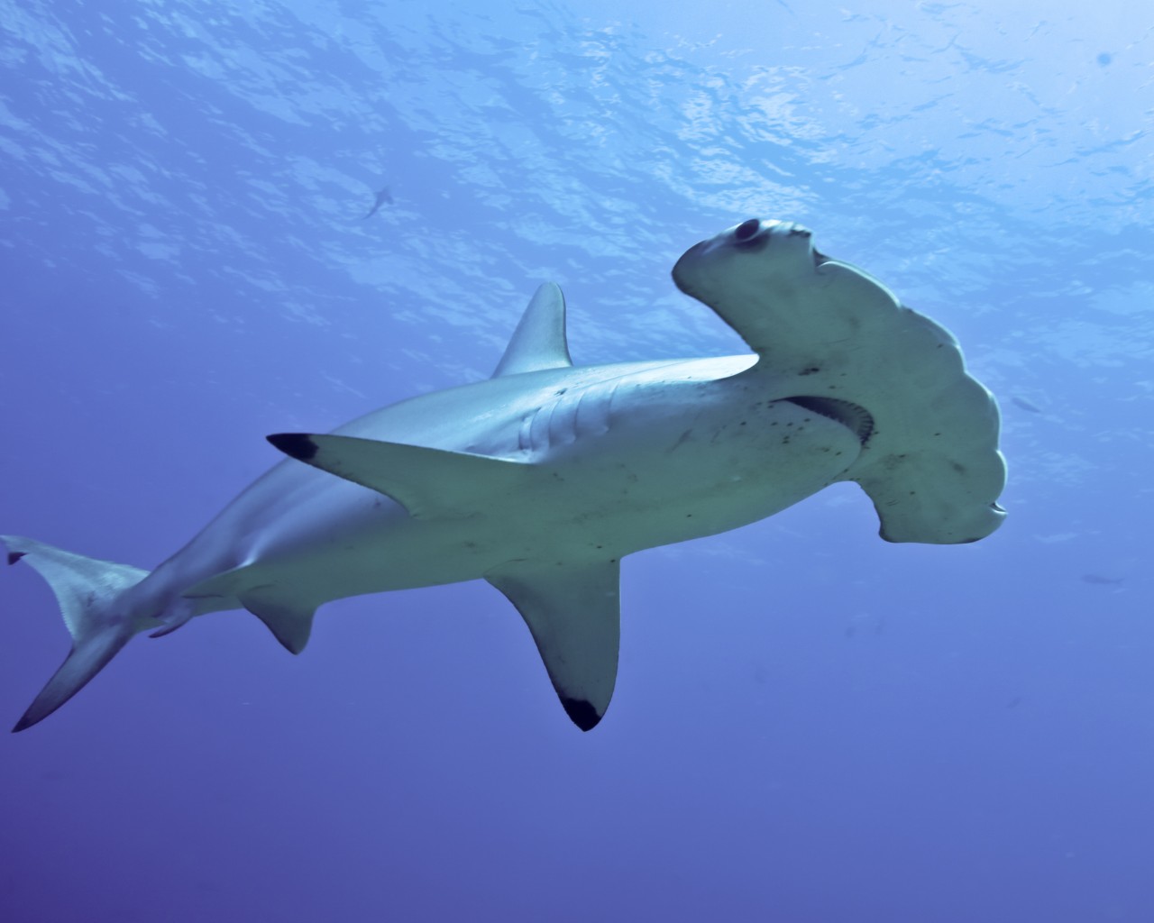 Hammerhead Sharks Side View , HD Wallpaper & Backgrounds
