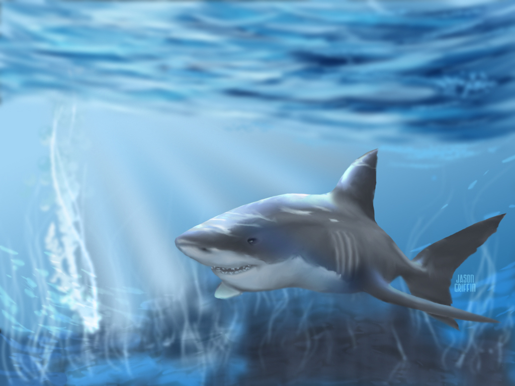 Sharks Images ~♥ Shark ♥ ~ Hd Wallpaper And Background - Hd Tiburon , HD Wallpaper & Backgrounds