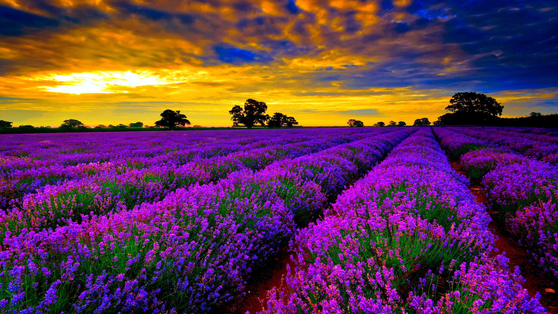 Colorful Wallpaper Colorful Wallpaper Colorful Wallpaper - Lavender Field France , HD Wallpaper & Backgrounds