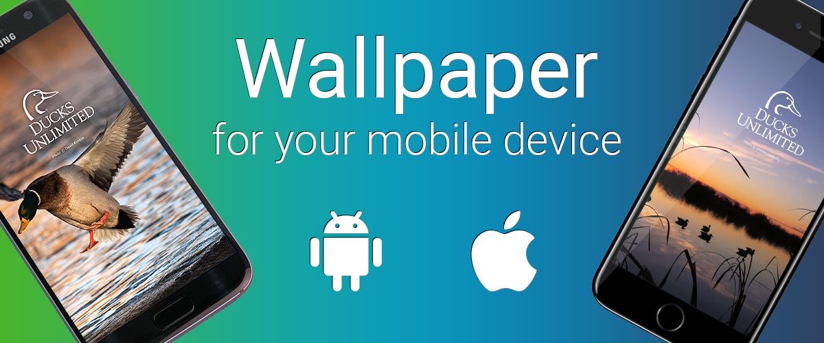 Ducks Unlimited Free Mobile Wallpaper - Ducks Unlimited Phone , HD Wallpaper & Backgrounds