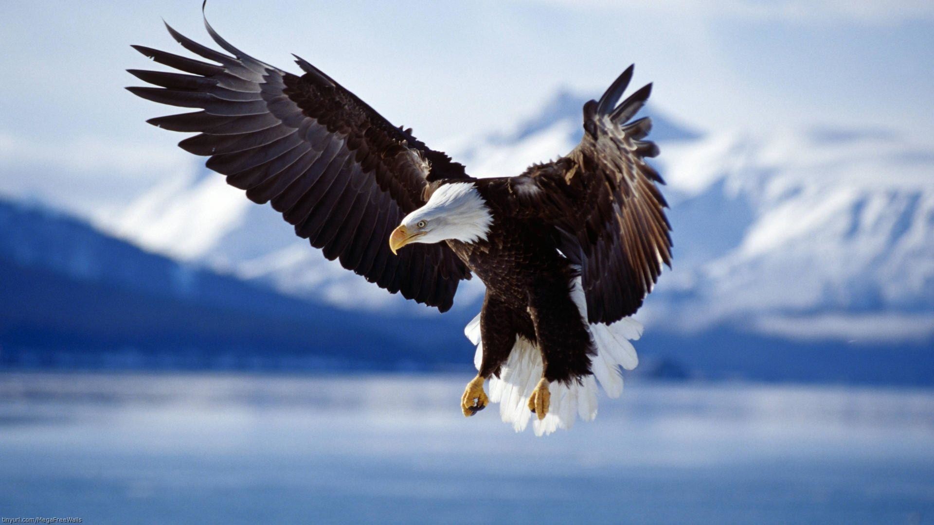 Eagle Nature , HD Wallpaper & Backgrounds