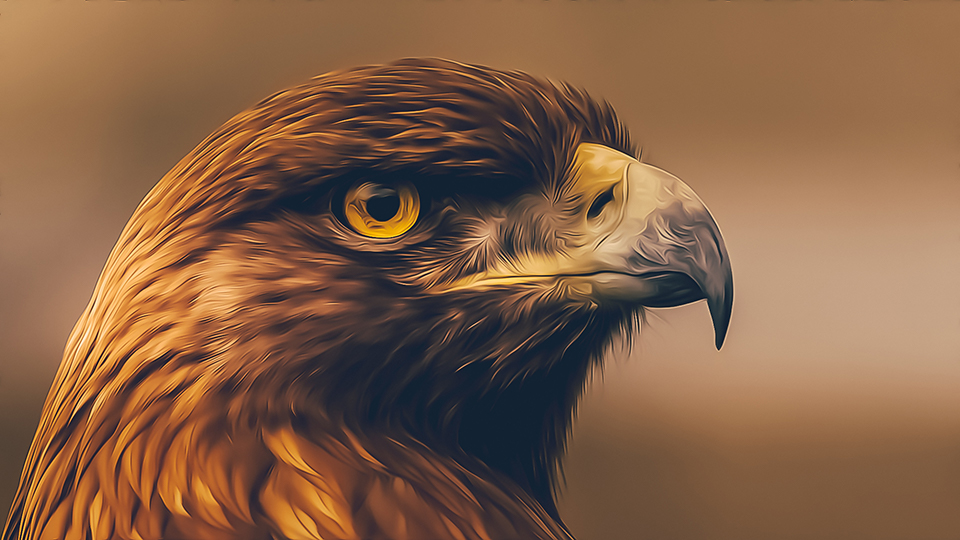 Updated Description 11 Months Ago - Brown Eagle , HD Wallpaper & Backgrounds