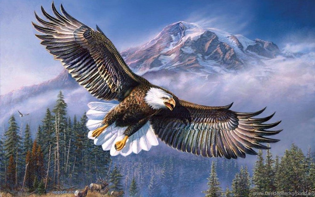 By James Meger Bald Eagle Wallpaper - Eagle Wallpaper Hd , HD Wallpaper & Backgrounds