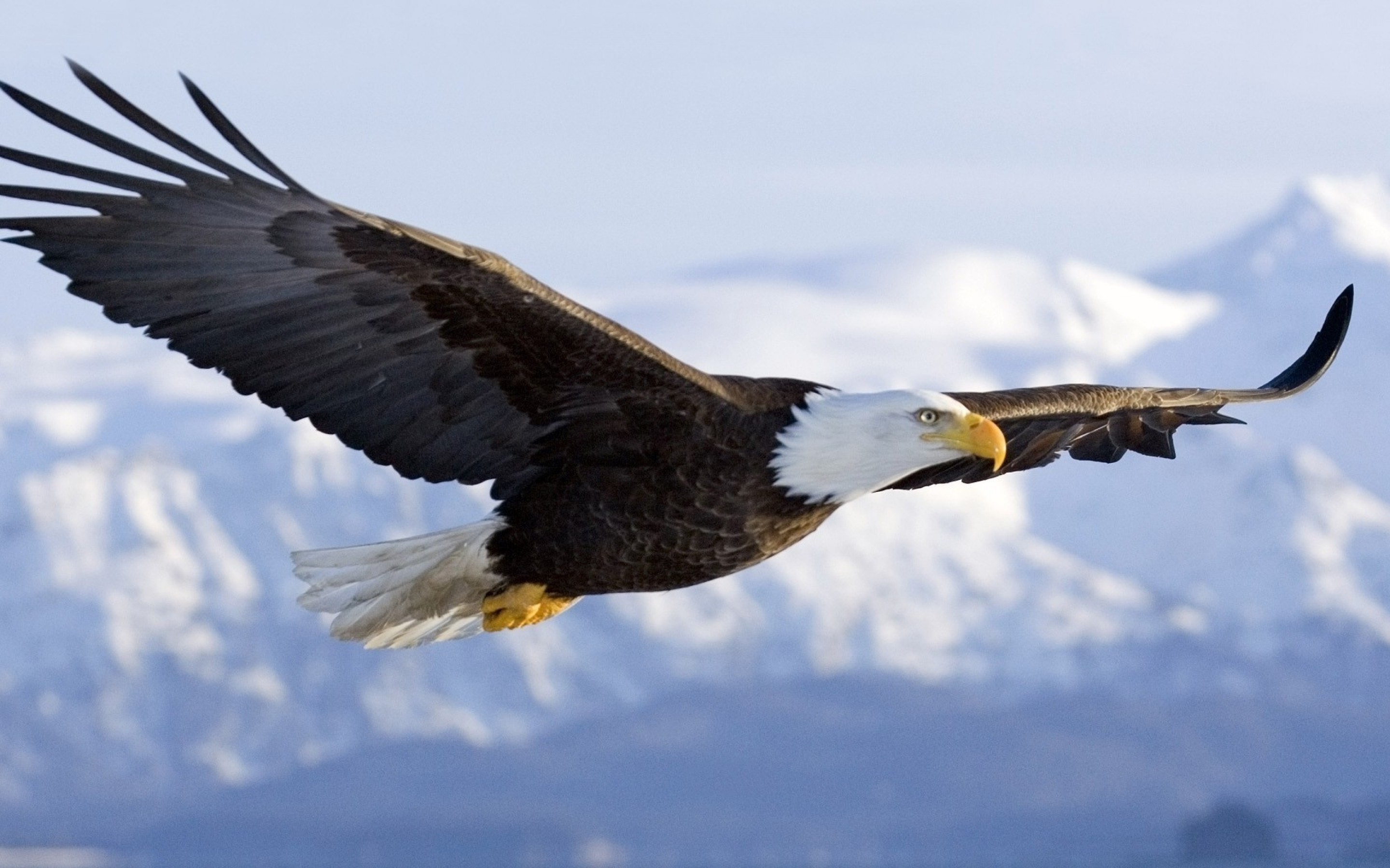 Eagle Wallpaper - Eagle Flying , HD Wallpaper & Backgrounds