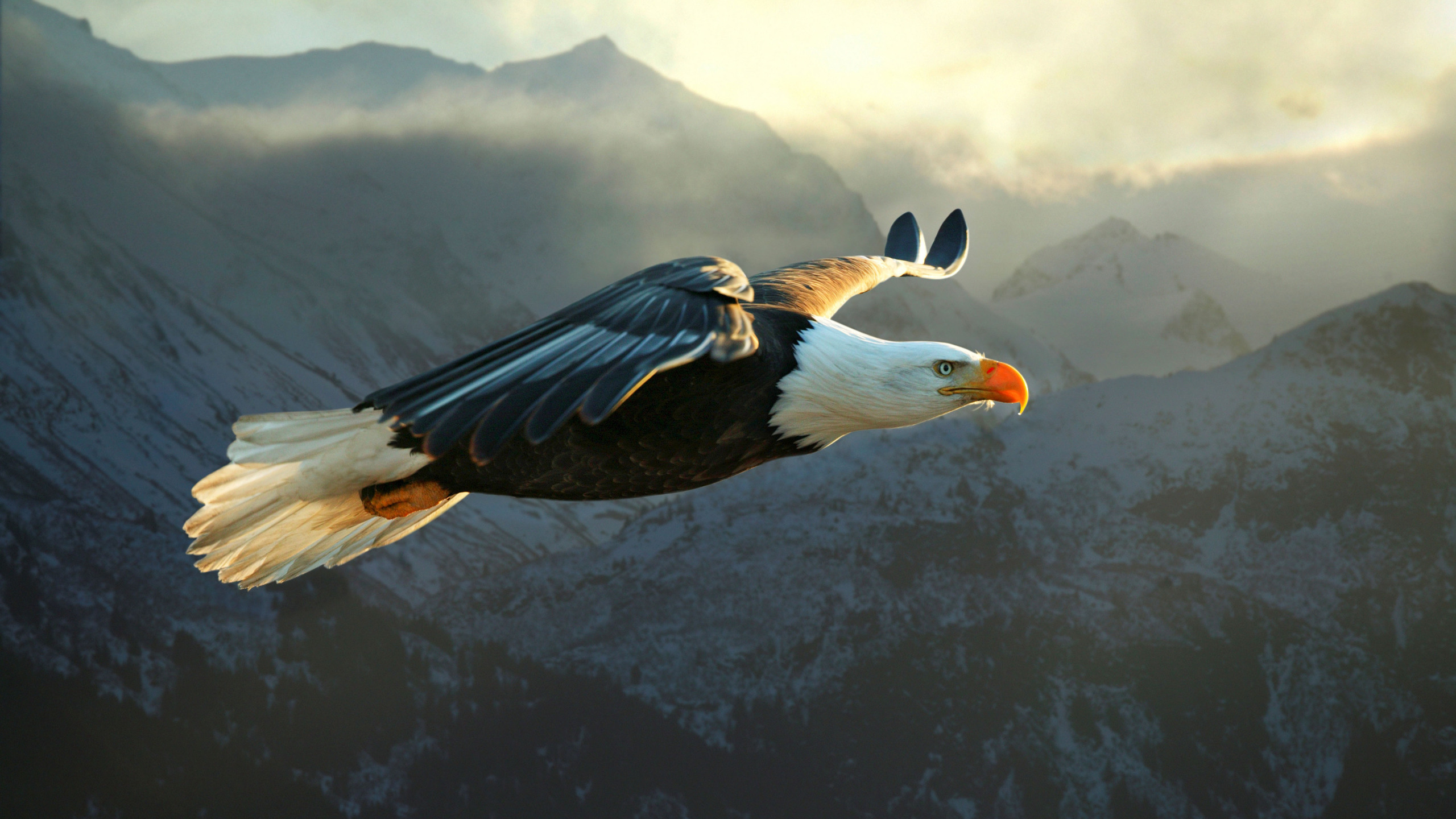 Eagle Wallpaper - Flying Eagle , HD Wallpaper & Backgrounds