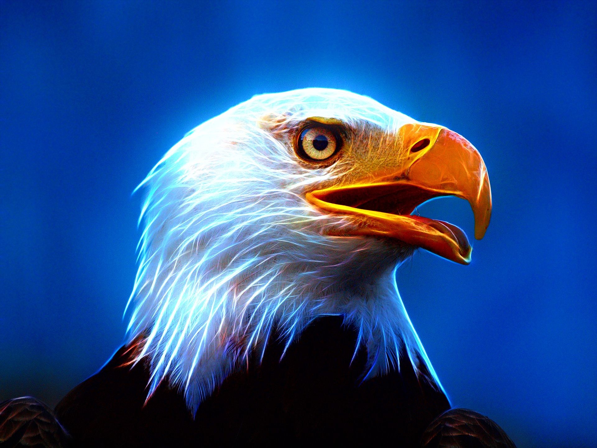 Res - 1920x1200, - Eagle Photos Hd Download , HD Wallpaper & Backgrounds