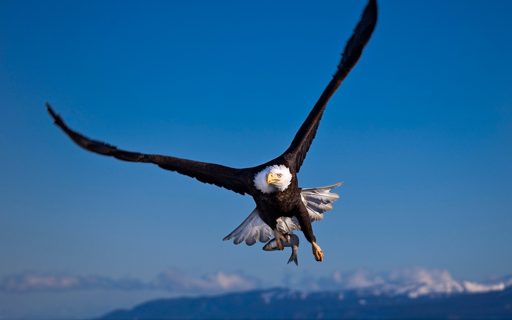 Bald Eagle Wallpapers Eagle High Resolution Flying 113021 Hd Wallpaper Backgrounds Download