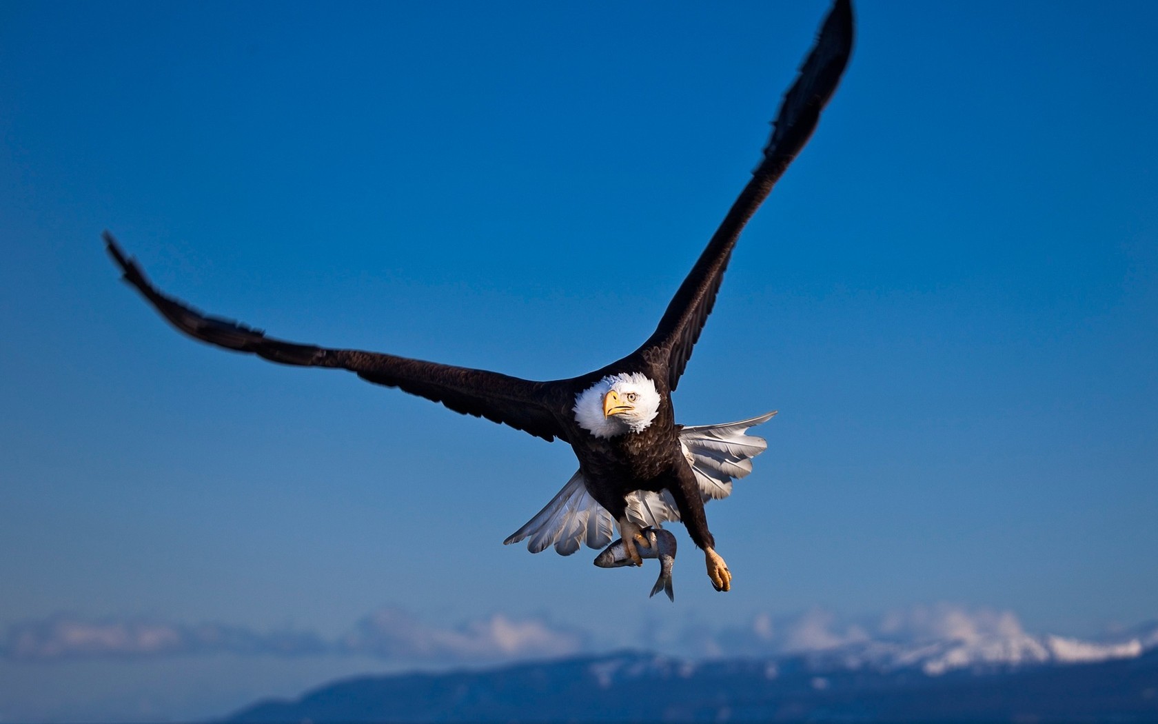 Bald Eagle Wallpapers - Eagle High Resolution Flying , HD Wallpaper & Backgrounds