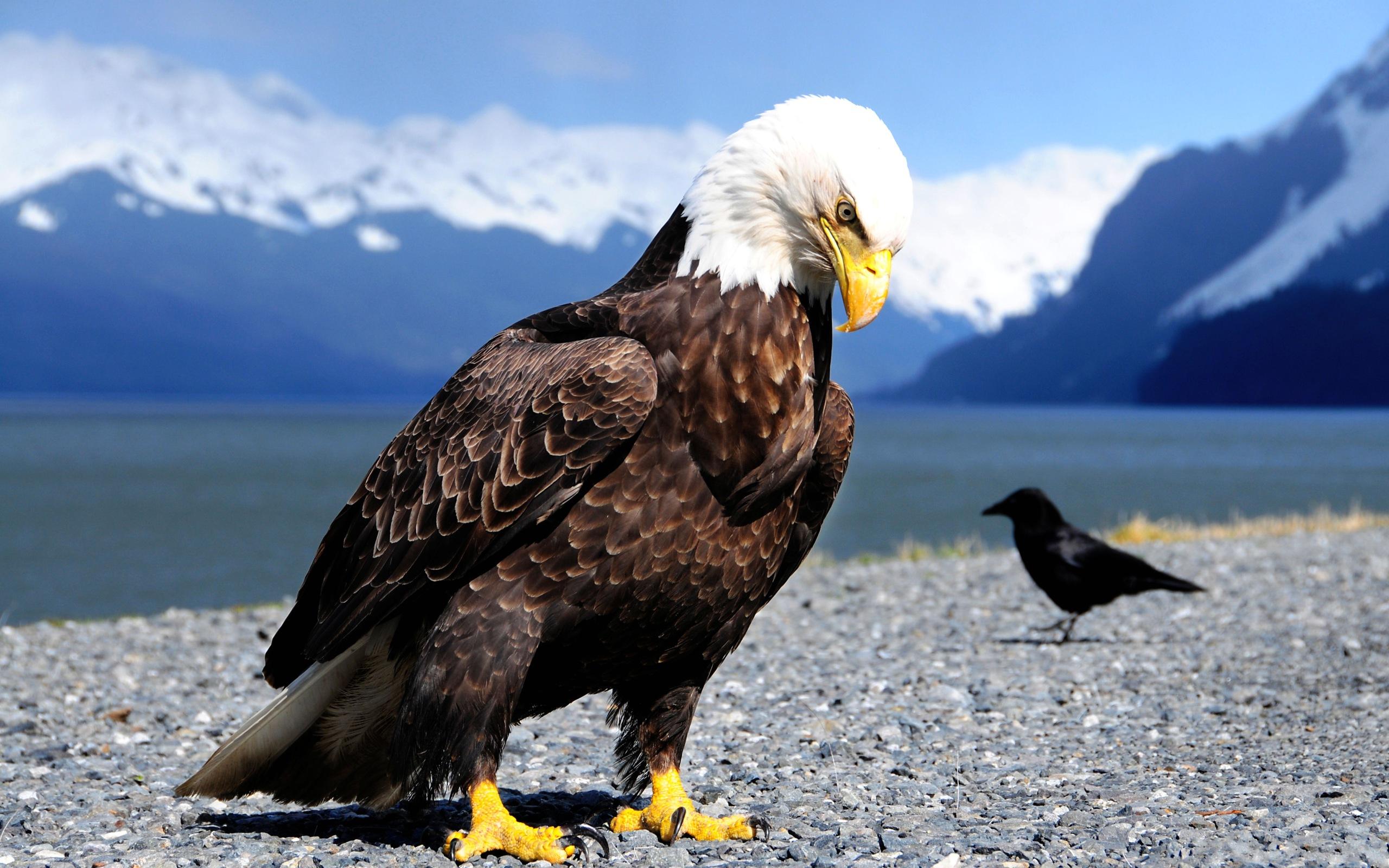 Back To 74 Eagle Wallpapers Hd - Eagle Bird Images Hd , HD Wallpaper & Backgrounds