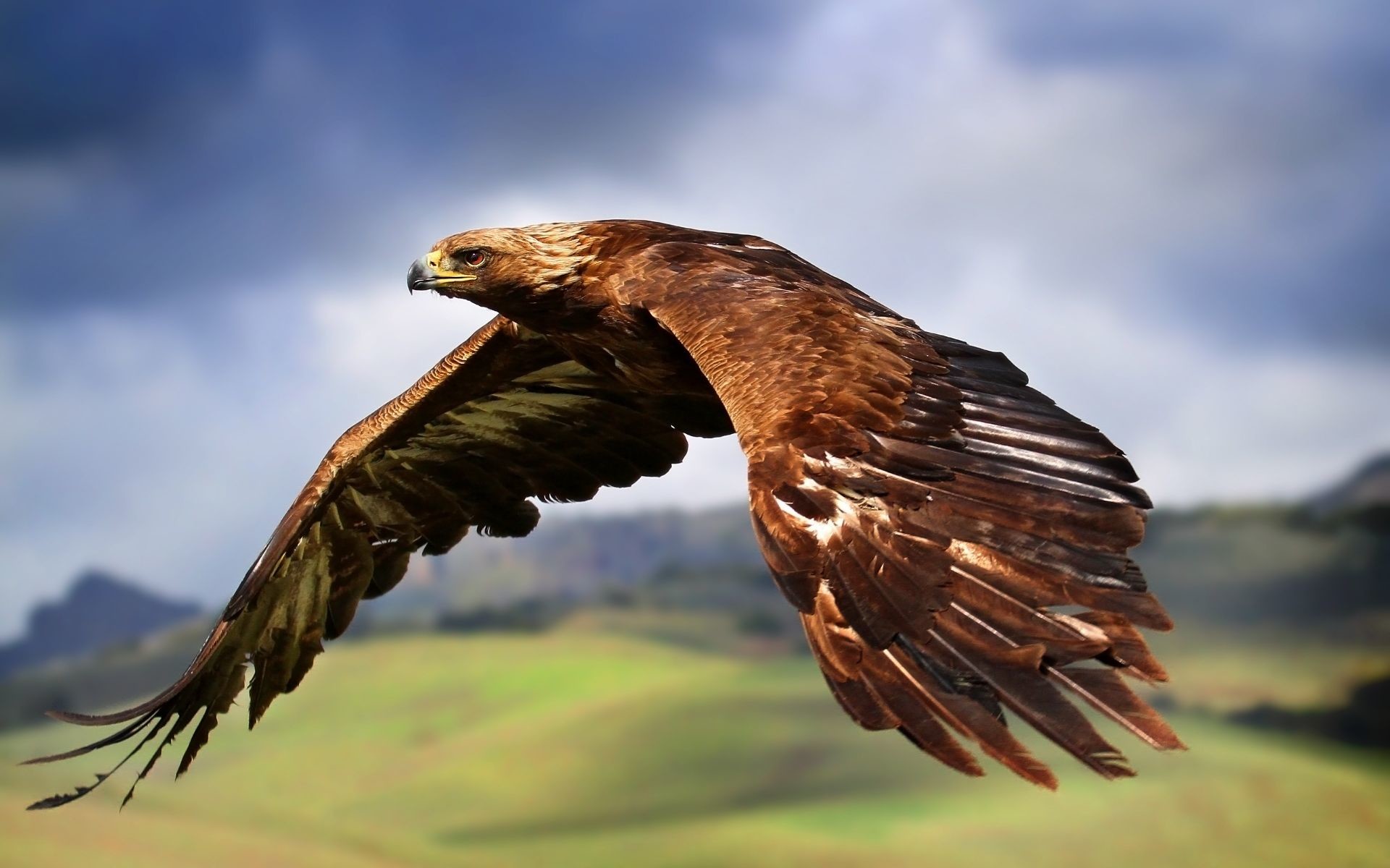 Eagle Wallpapers 3d - Hd Bird Of Prey , HD Wallpaper & Backgrounds