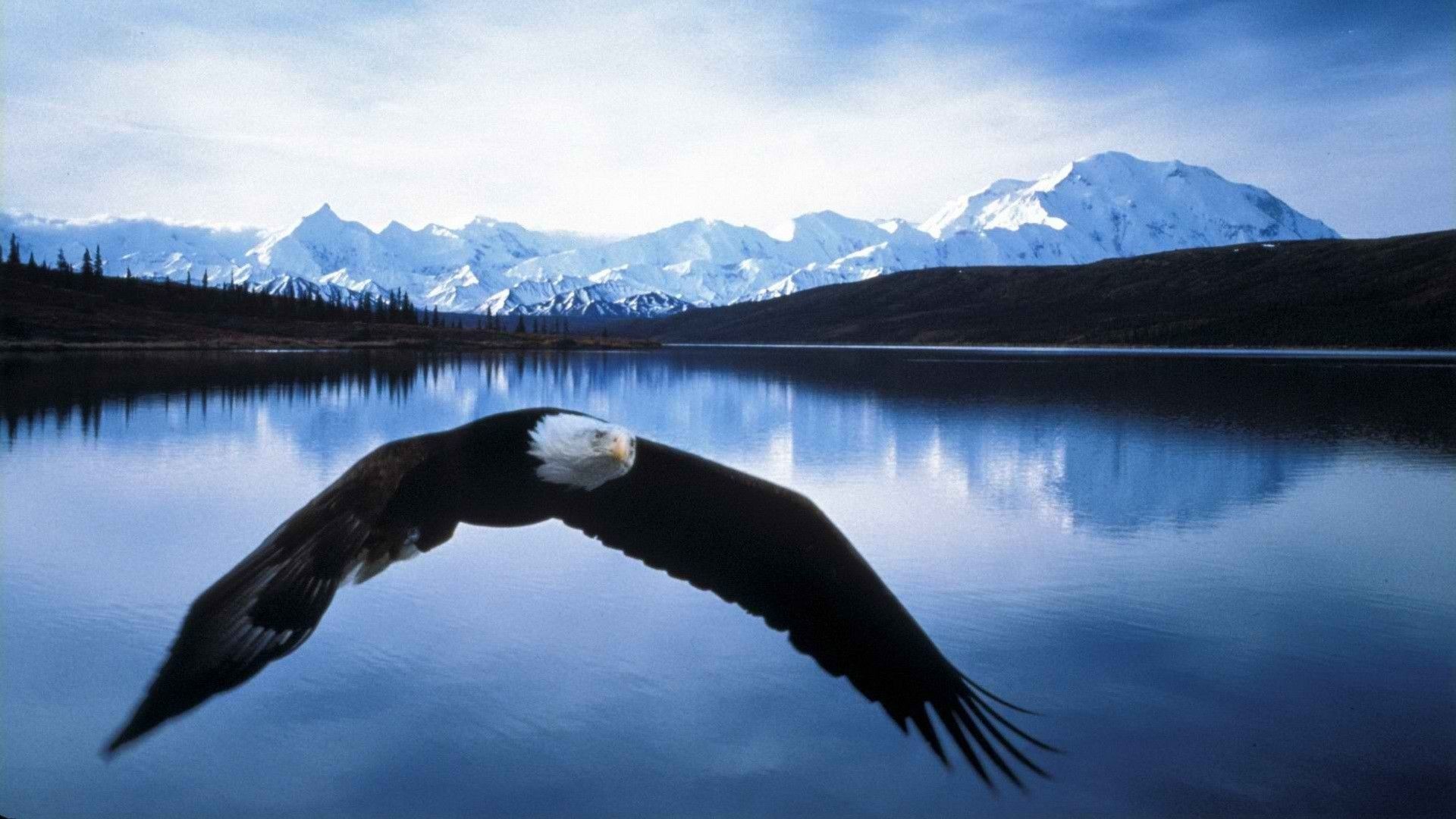 Eagle Wallpaper Coll Hd - Bald Eagle Over Lake , HD Wallpaper & Backgrounds