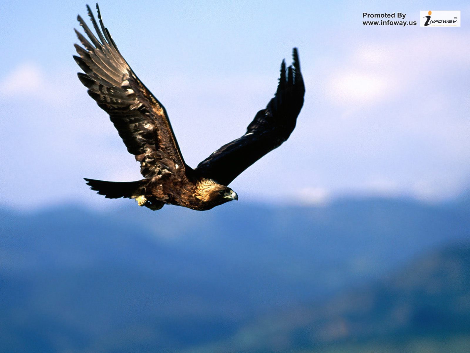 Best Top Desktop Eagle Wallpapers Hd Wallpaper Eagle - Glenveagh National Park Animals , HD Wallpaper & Backgrounds