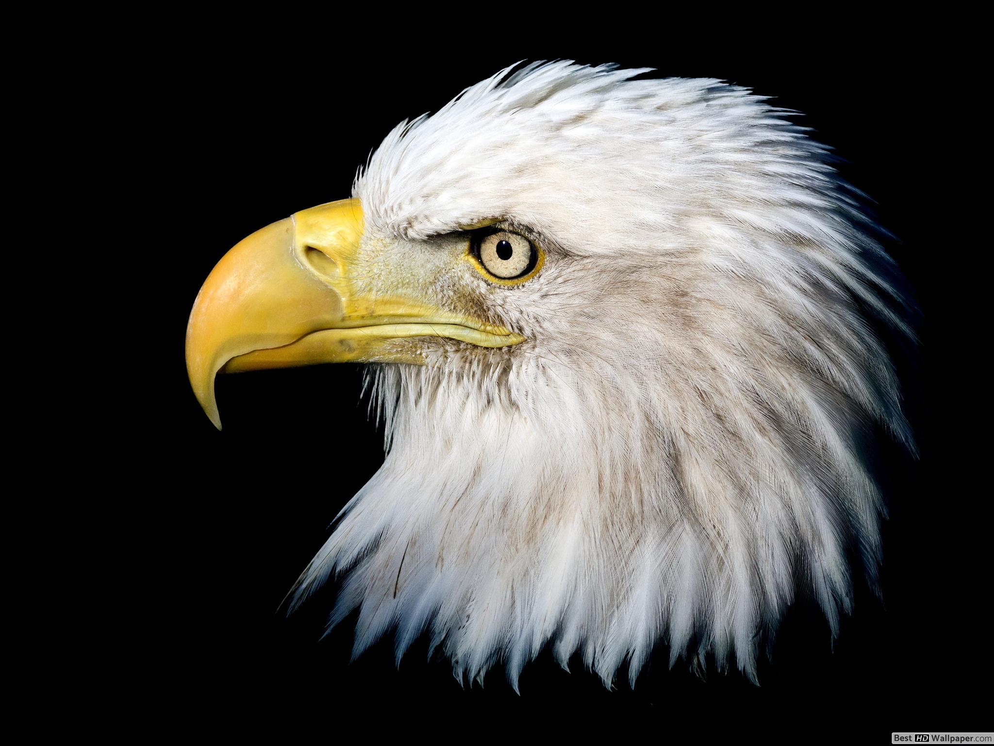 Fierce Bald Eagle Hd Wallpaper Download - Bald Eagle , HD Wallpaper & Backgrounds