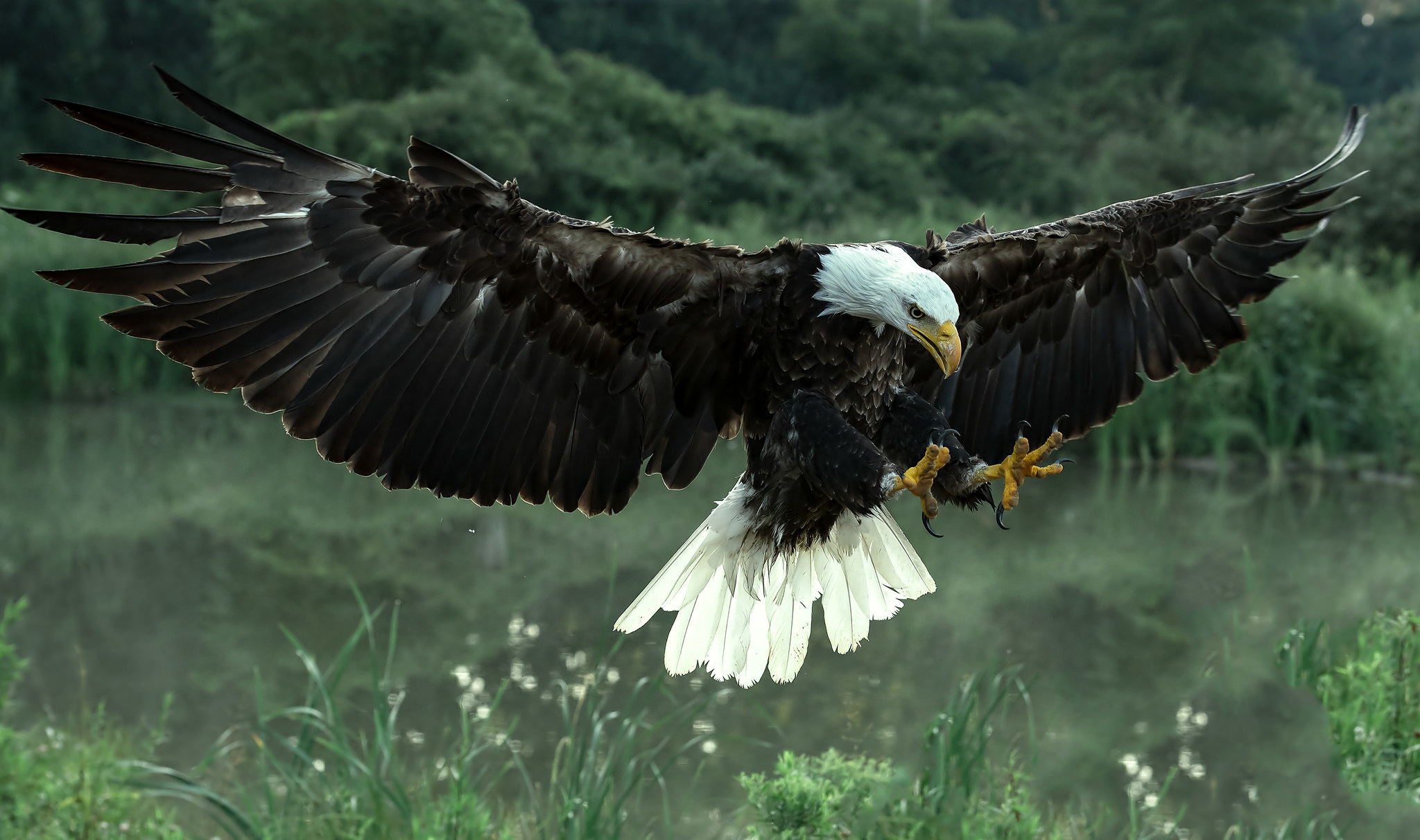 Bald Eagle Hd Wallpaper - Bald Eagle Flying Hd , HD Wallpaper & Backgrounds