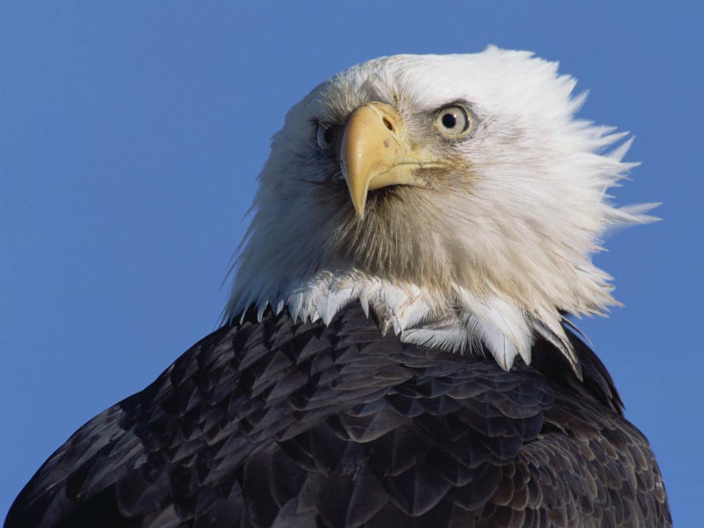 Free Eagle Wallpaper Download - Free Photos Of Eagle , HD Wallpaper & Backgrounds