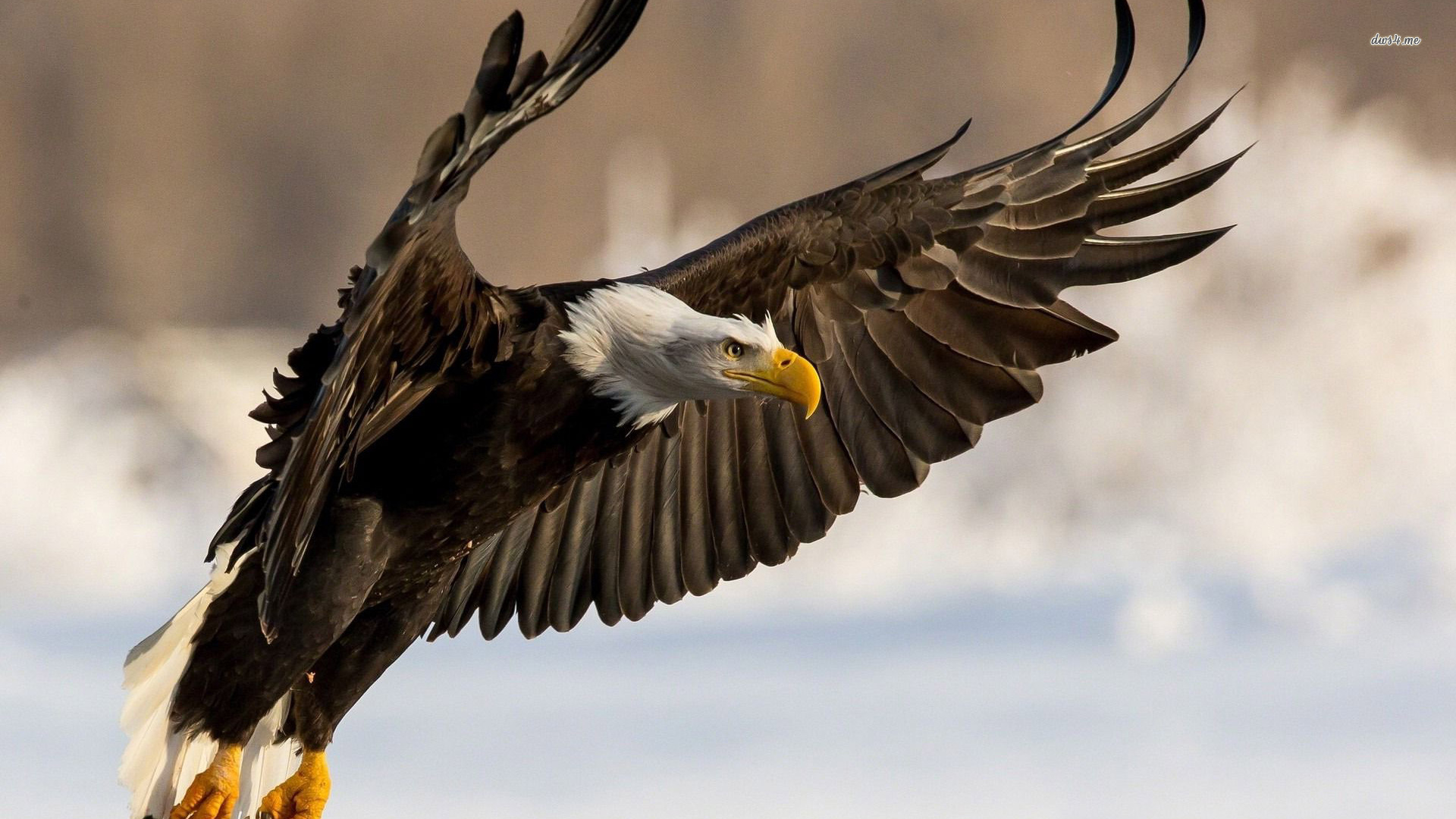 Majestic Bald Eagle Wallpaper - Wtf Facts About Eagles , HD Wallpaper & Backgrounds
