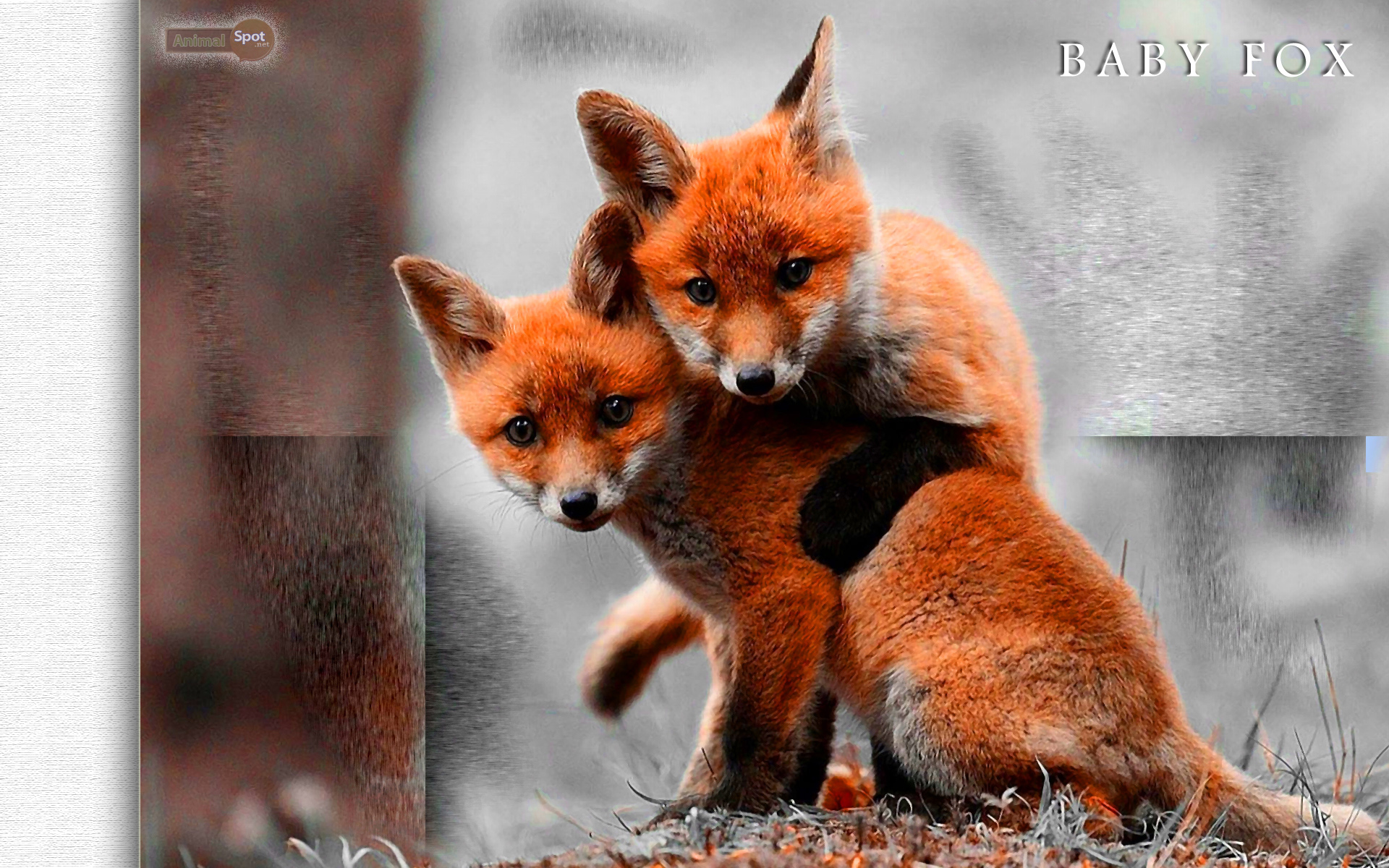 Baby Fox Wallpaper - Amazing Wallpapers Of Baby Foxes , HD Wallpaper & Backgrounds