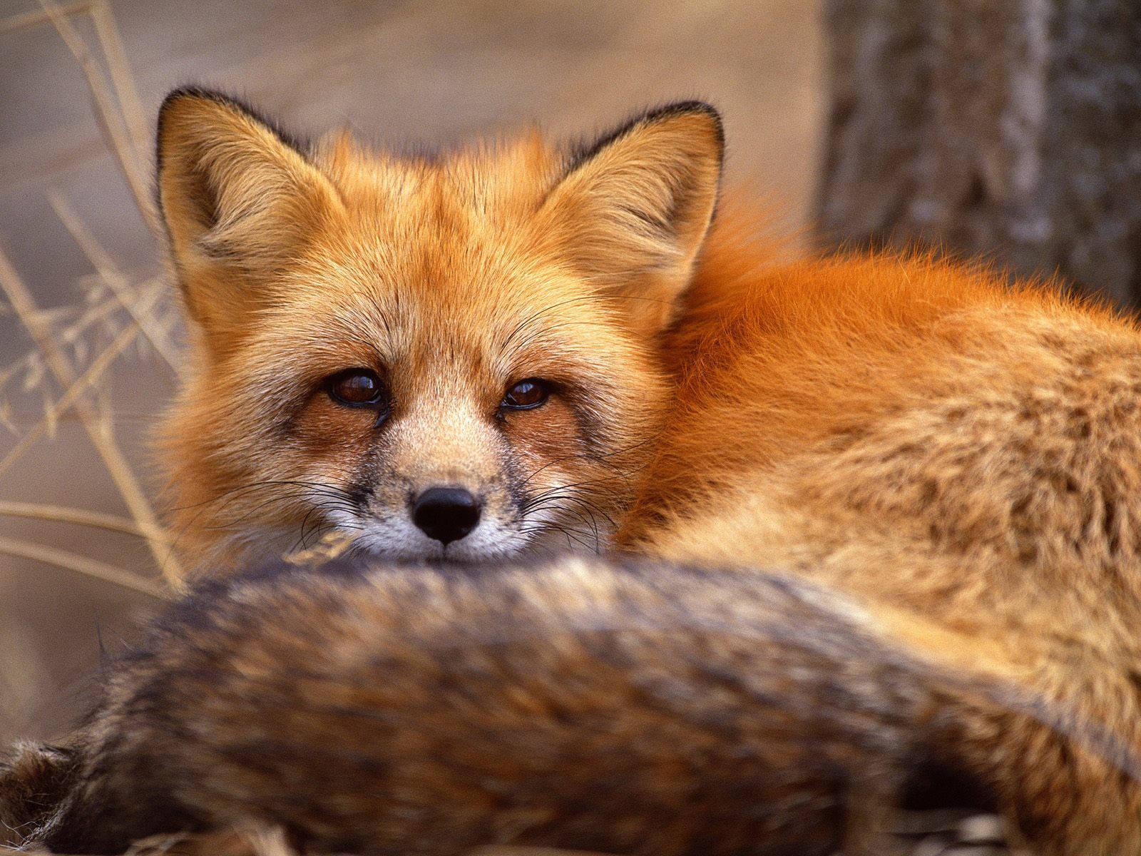 Red Fox Wallpapers - Cute Red Fox , HD Wallpaper & Backgrounds