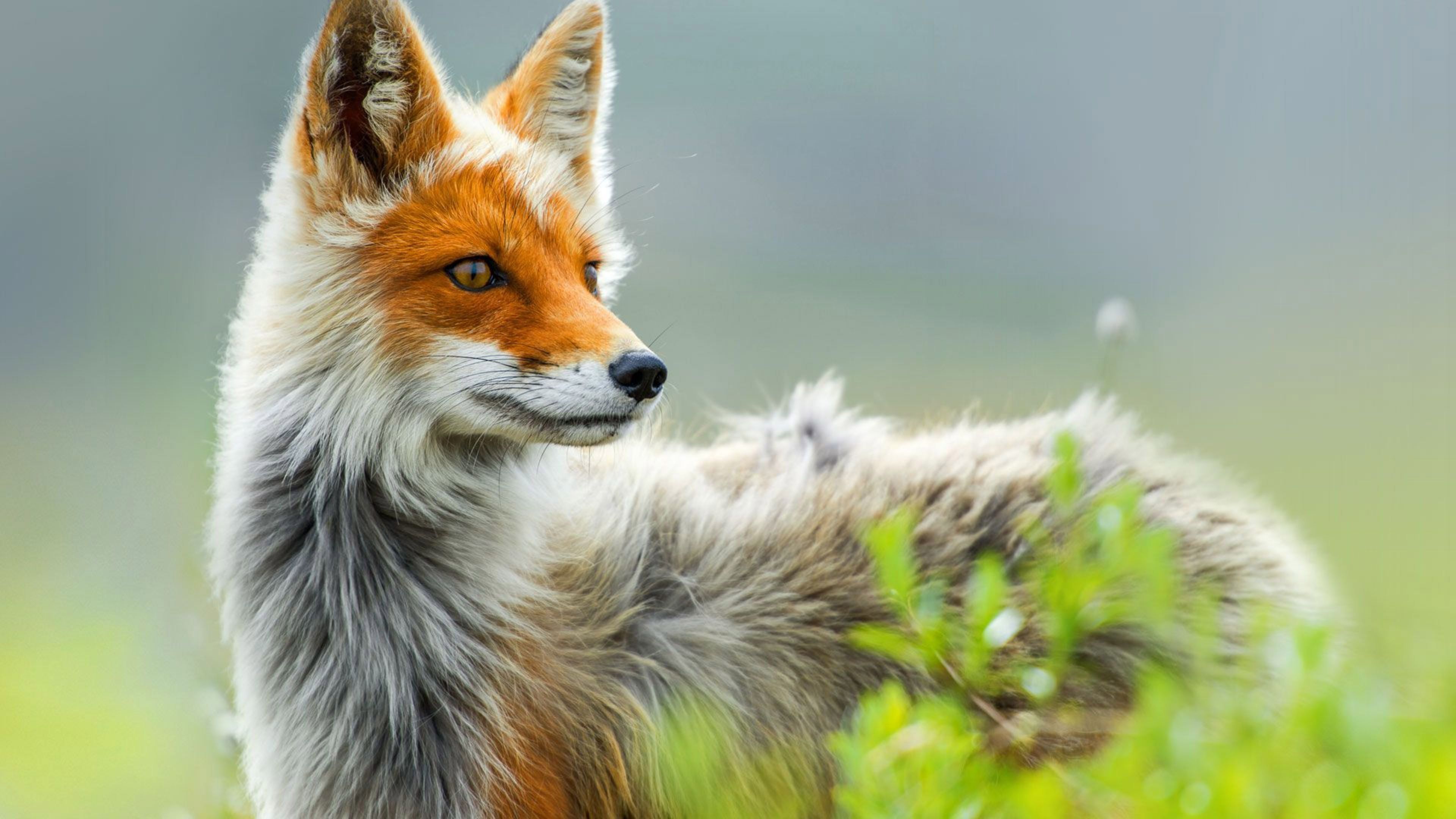 Beautiful Fox Wallpaper Full Hd Pictures - Fox 4k , HD Wallpaper & Backgrounds