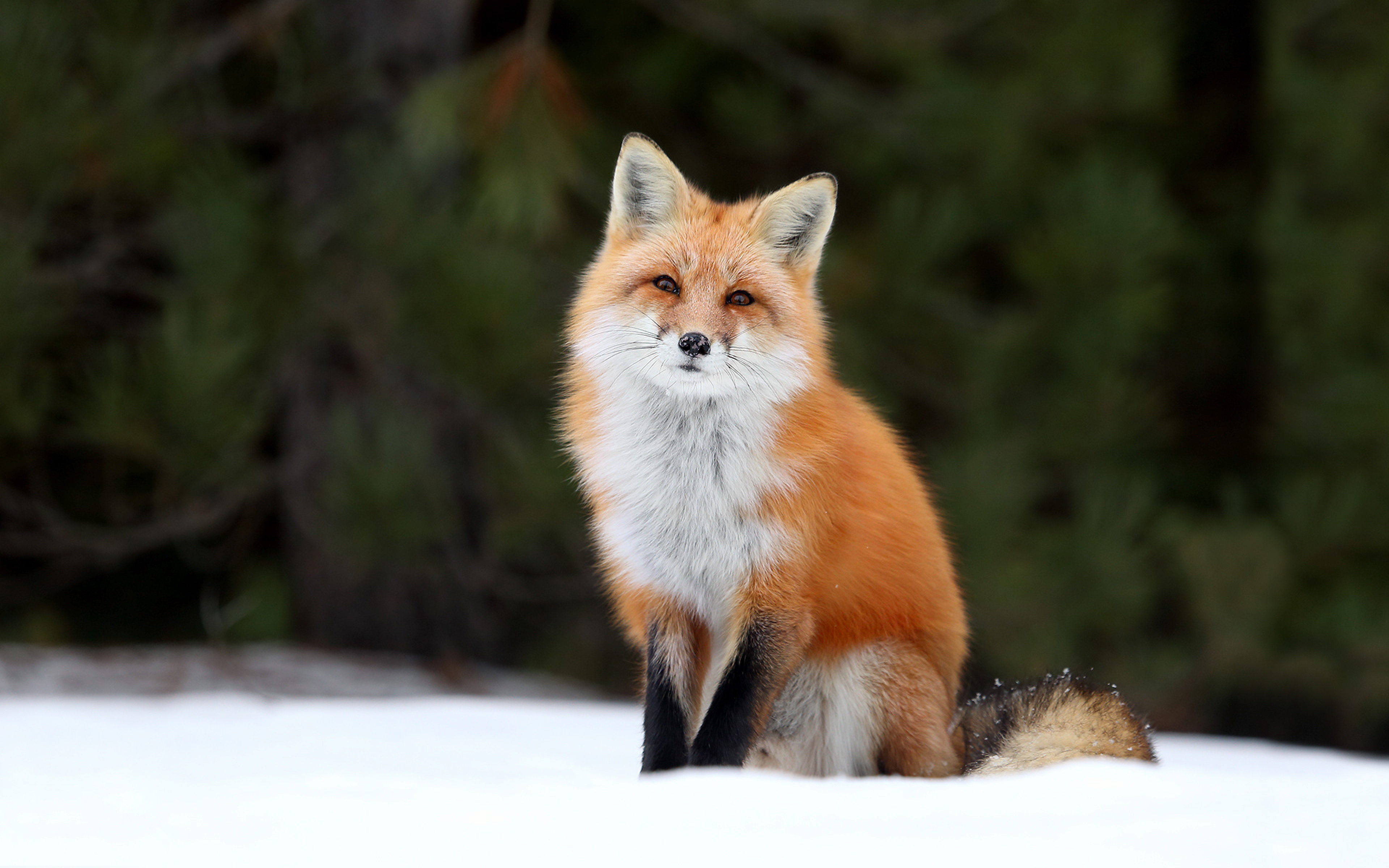 Red Fox - Fox Wallpaper 4k , HD Wallpaper & Backgrounds