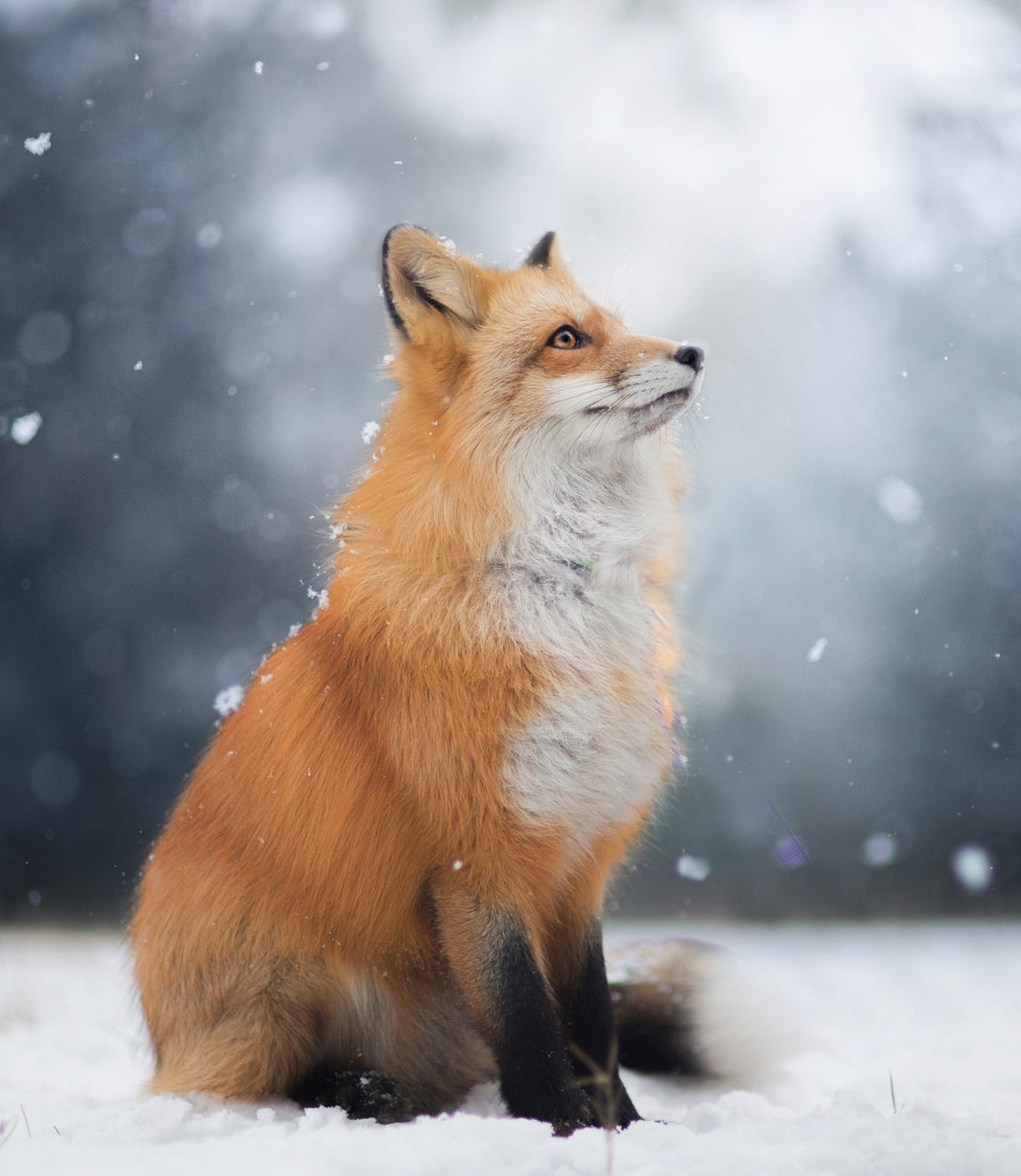 Red Foxes Images Snow Fox Hd Wallpaper And Background - Raposa Mais Linda Do Mundo , HD Wallpaper & Backgrounds
