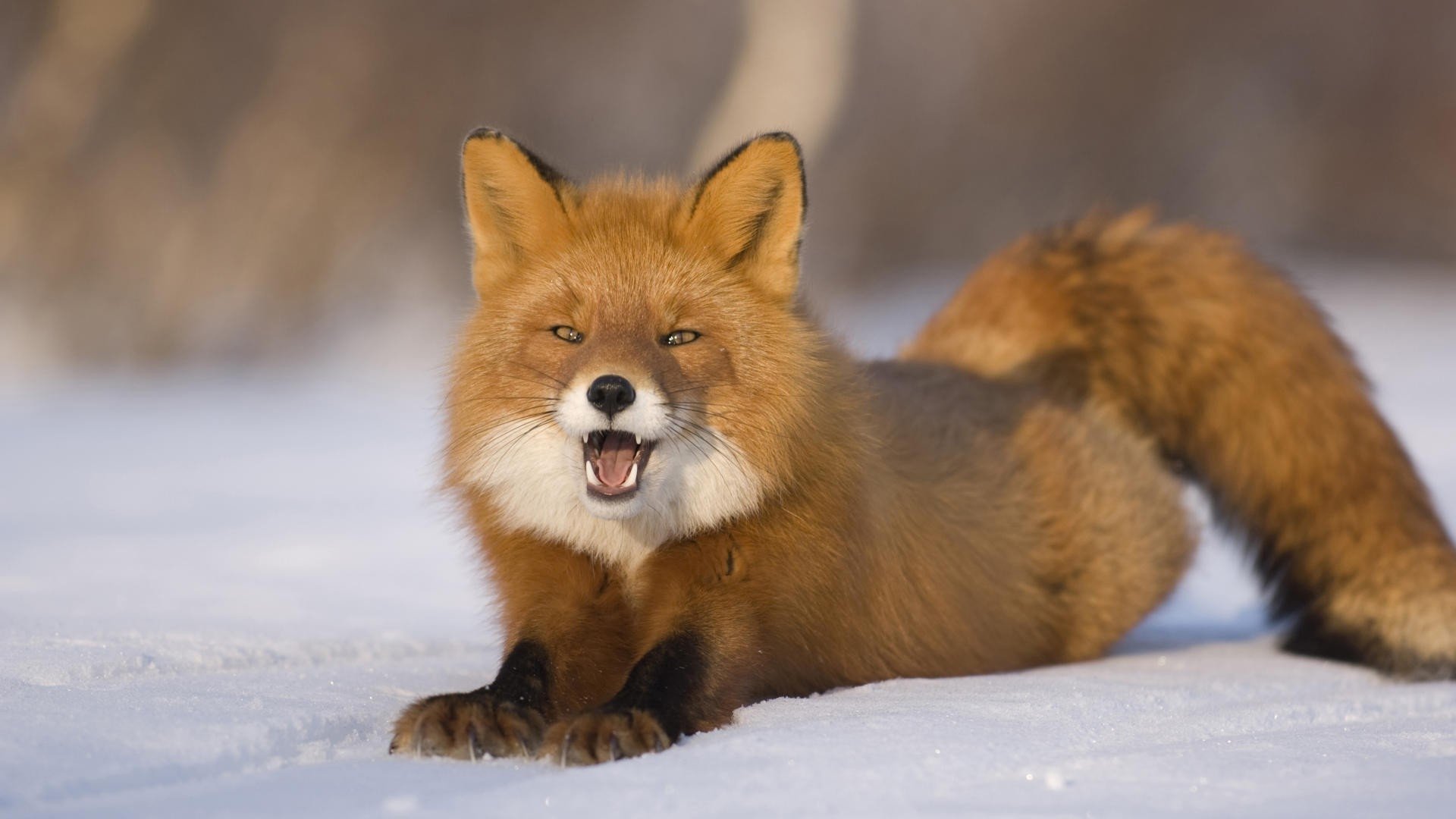 Red Fox Hd Wallpapers Backgrounds - Animaux De La Russie , HD Wallpaper & Backgrounds