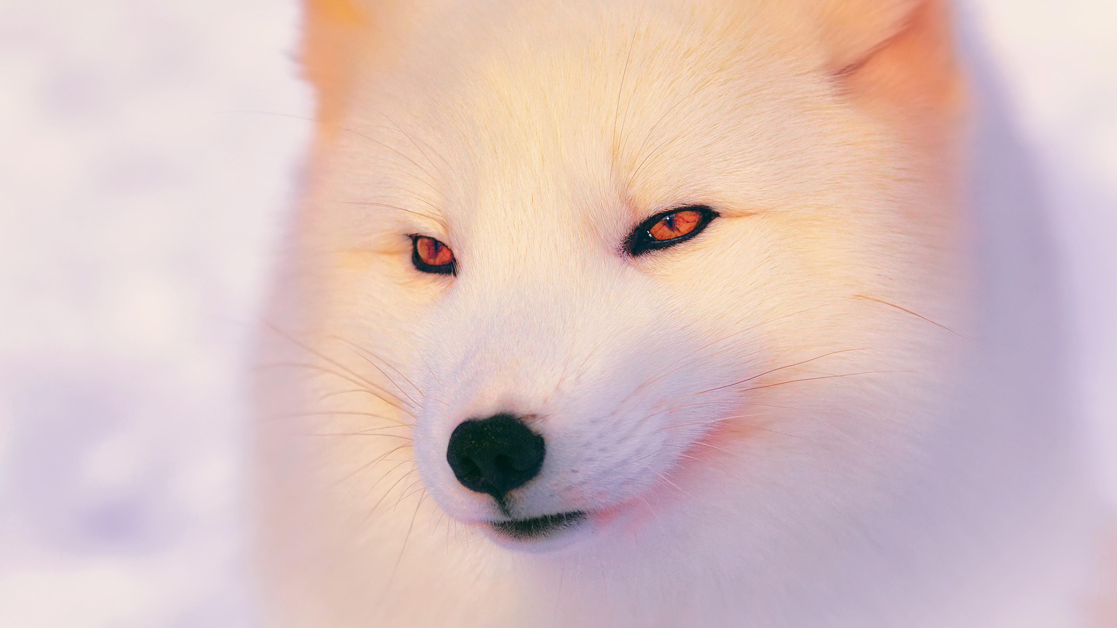 Arctic Fox Wallpaper - Arctic Fox , HD Wallpaper & Backgrounds