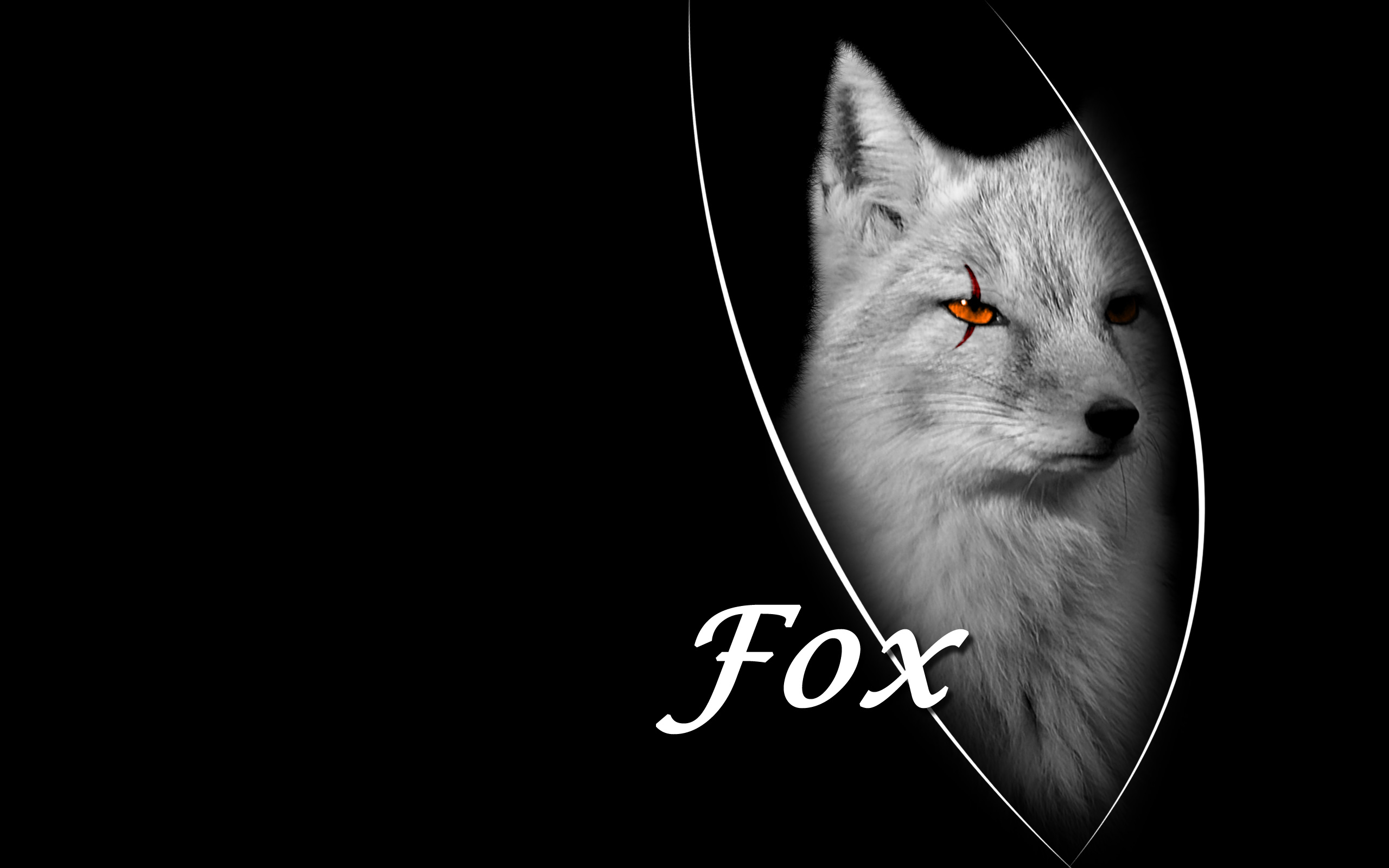 Cool Fox Wallpaper - Black Fox , HD Wallpaper & Backgrounds