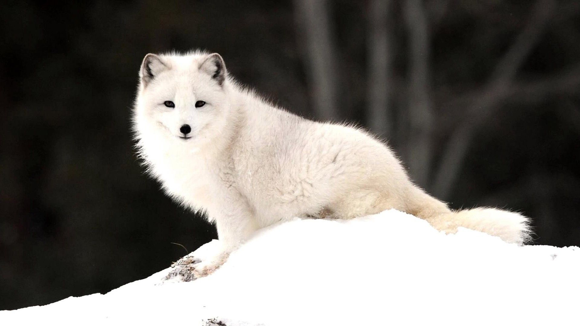 Beautiful Arctic Fox - Arctic Fox Hd , HD Wallpaper & Backgrounds