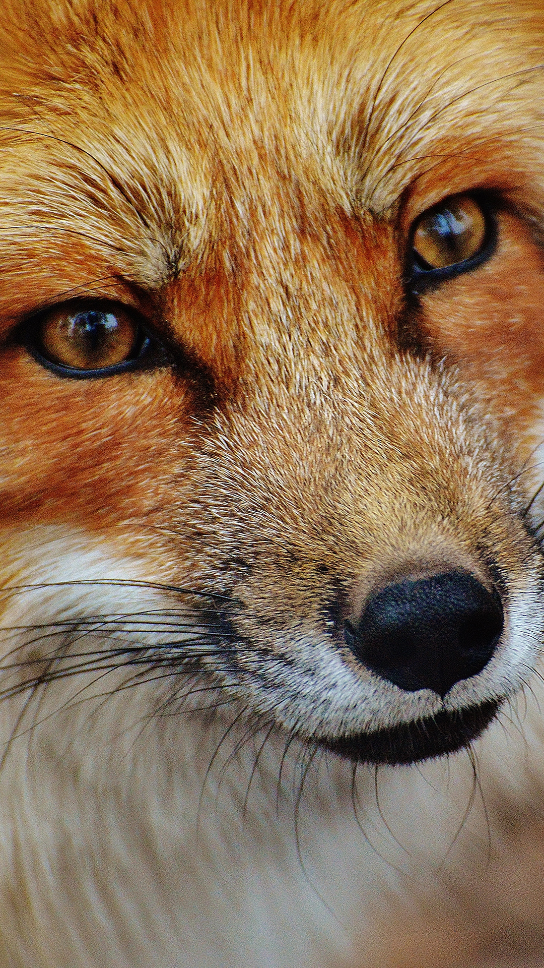 Fox Phone Wallpaper - Fox Phone Background , HD Wallpaper & Backgrounds