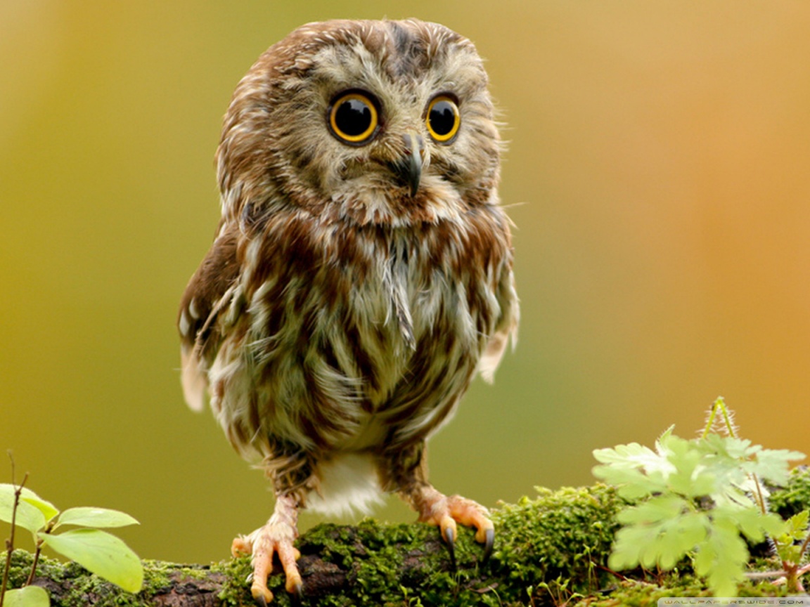 Cute Owls , HD Wallpaper & Backgrounds