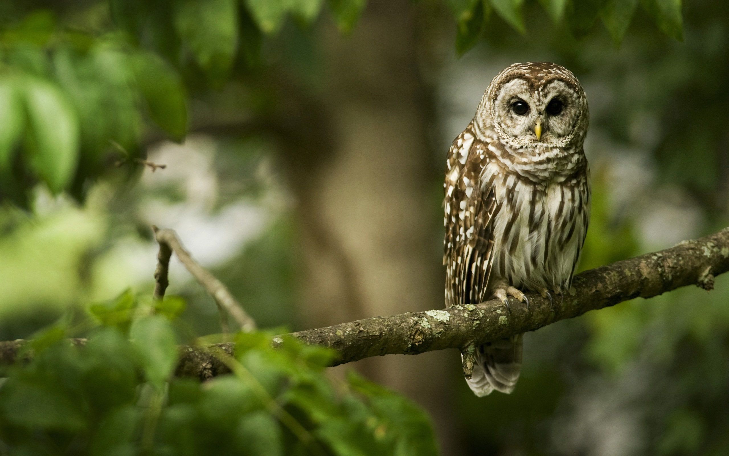 Cute Owl Wallpaper - Owl On A Tree , HD Wallpaper & Backgrounds