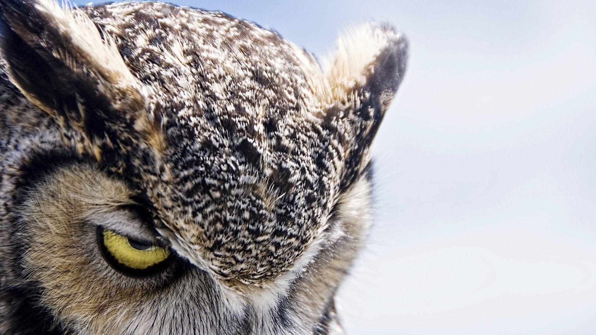 Owl , HD Wallpaper & Backgrounds