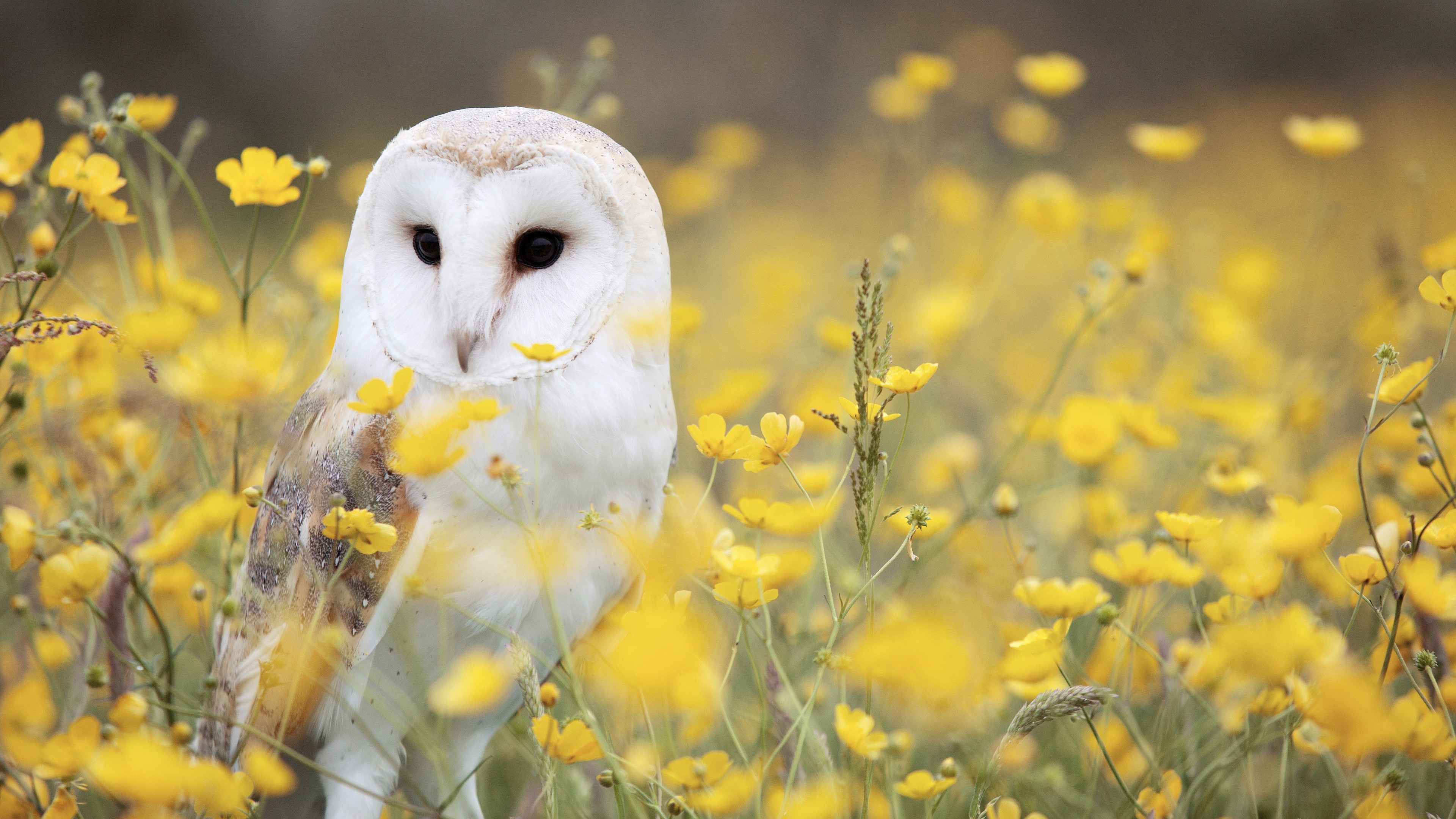 Owl-wallpaper 884402 - Barn Owl Wallpaper Hd , HD Wallpaper & Backgrounds