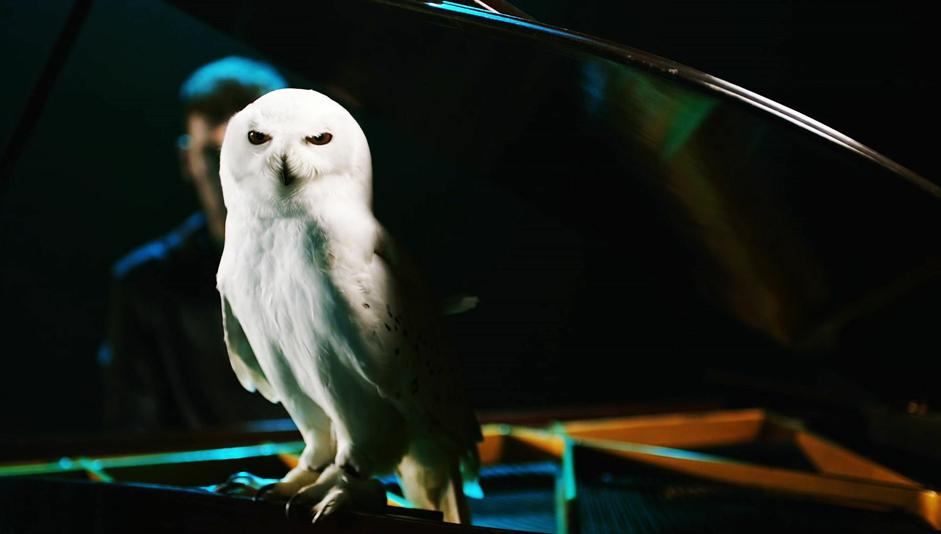 Tears Clean Bandit Owl , HD Wallpaper & Backgrounds