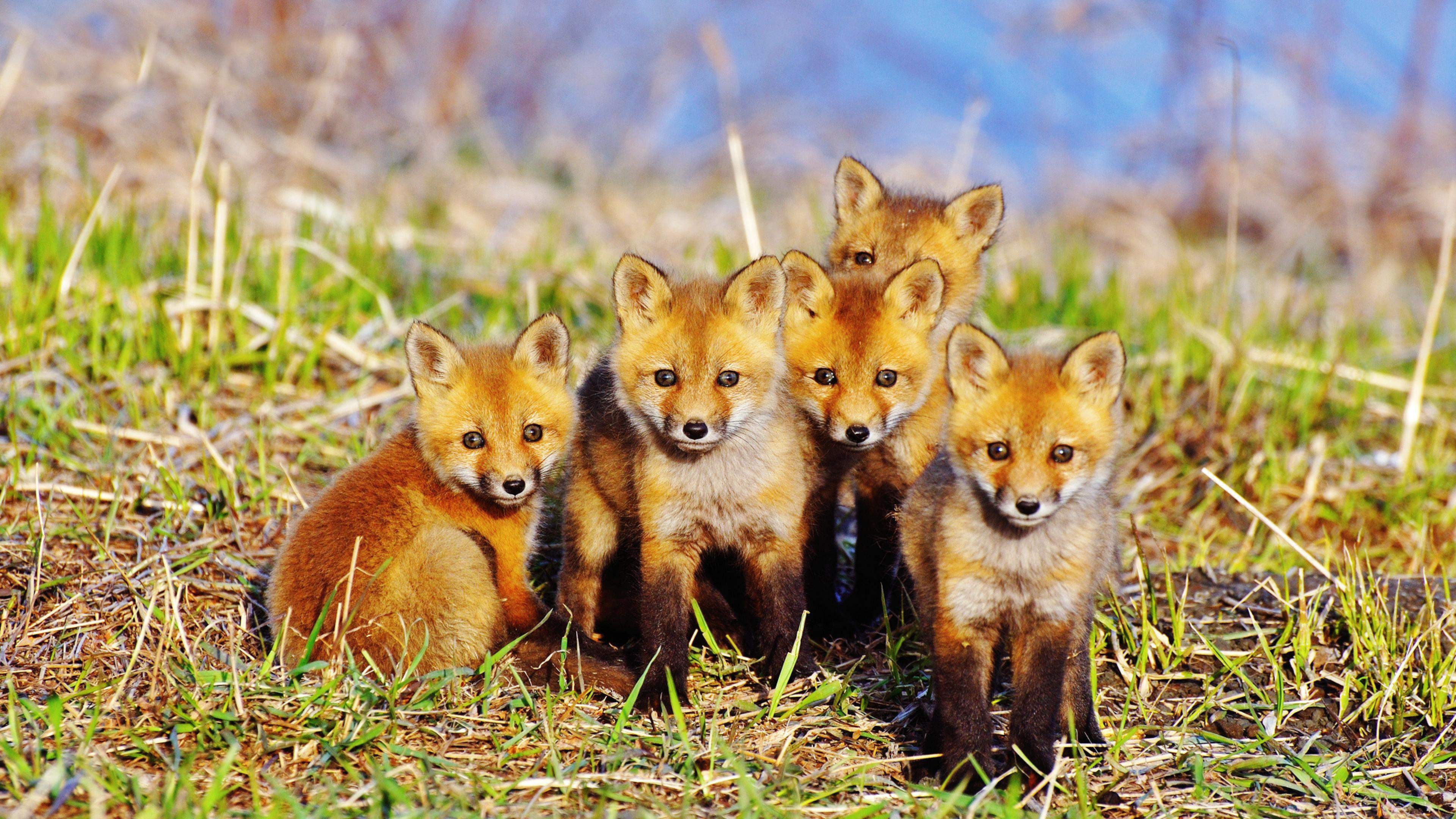 Baby Fox Wallpaper - Baby Fox Animal , HD Wallpaper & Backgrounds