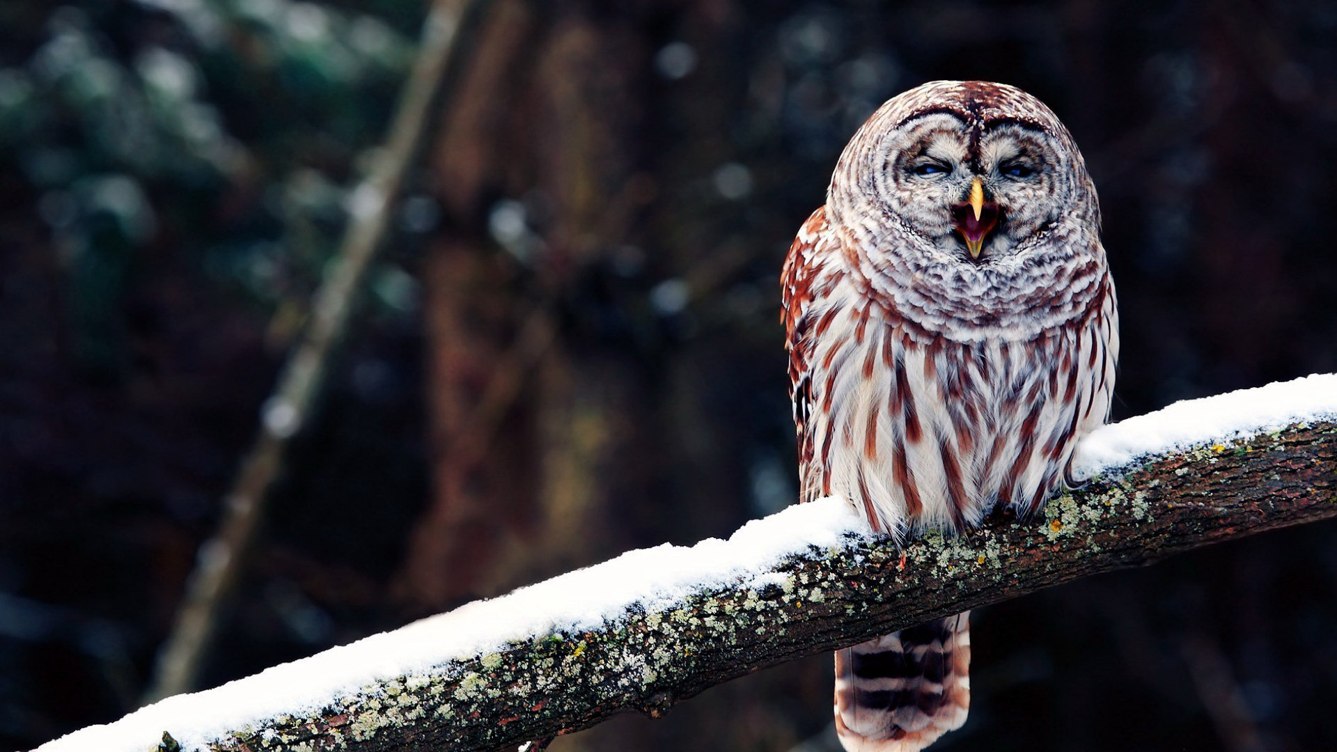 Snowy Owl Wallpaper - Hd Owl , HD Wallpaper & Backgrounds