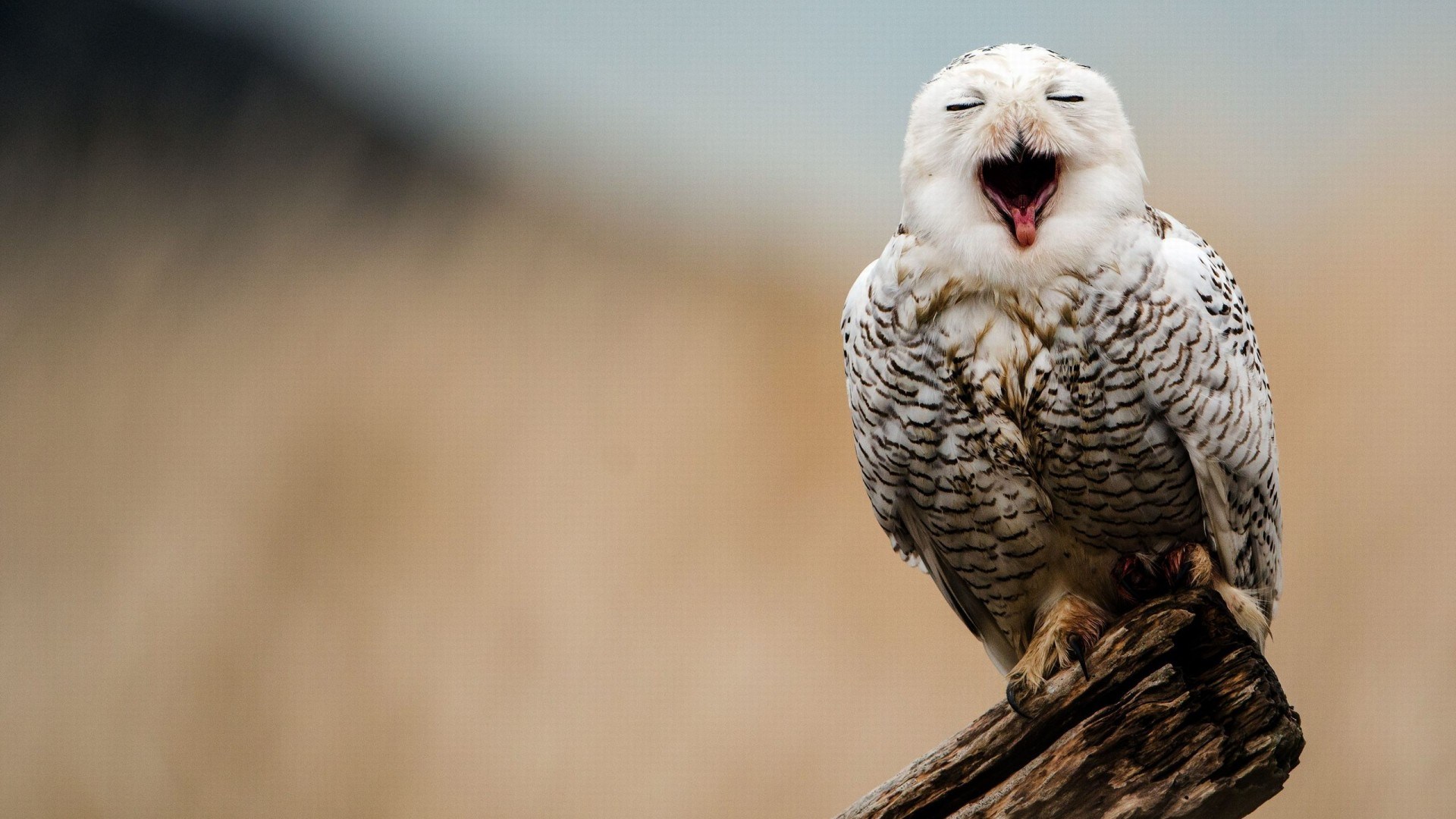 Hd Snowy Owl Wallpaper - White Owl Cute Owl Wallpaper Background , HD Wallpaper & Backgrounds