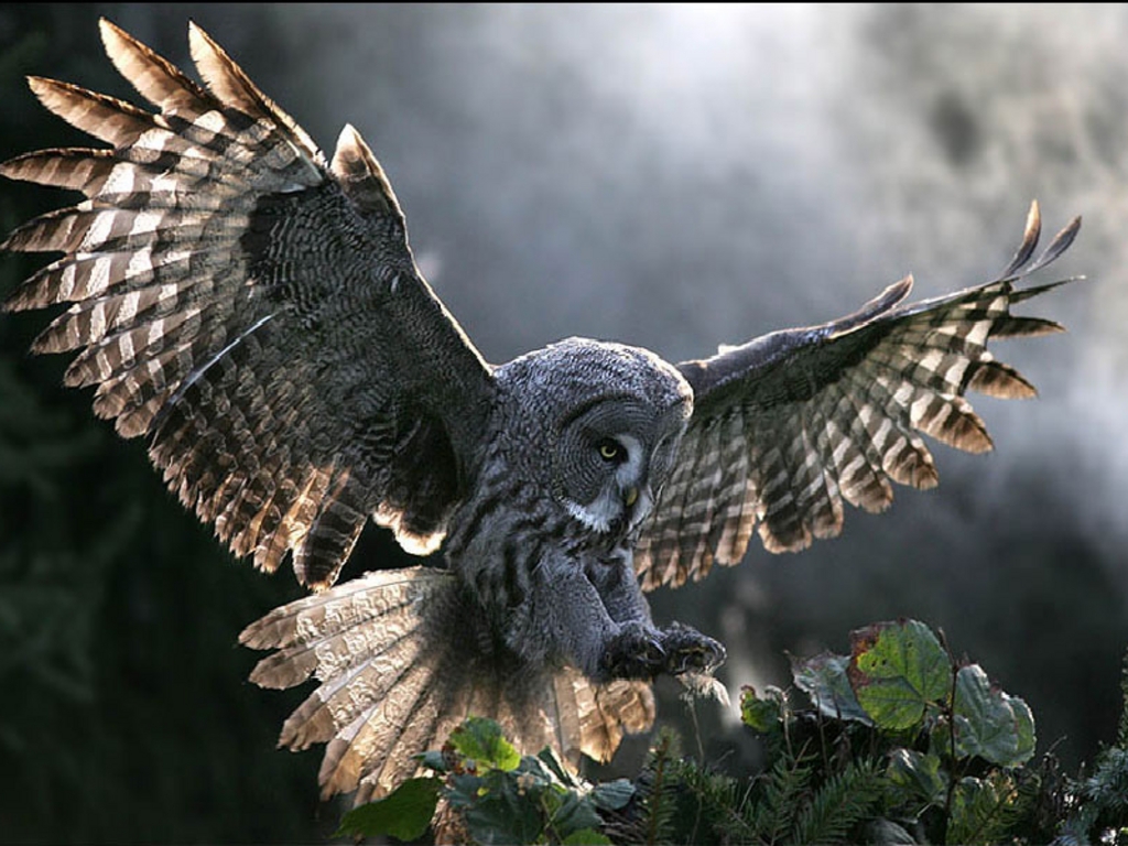 Barn Owl Wallpaper 6 One Wallpaper Online Barn Owl - Owl Flying Photography , HD Wallpaper & Backgrounds