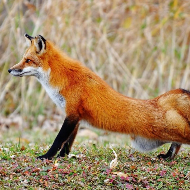 10 New Red Fox Wallpaper Desktop Full Hd 1080p For - Fox With Tail Up , HD Wallpaper & Backgrounds