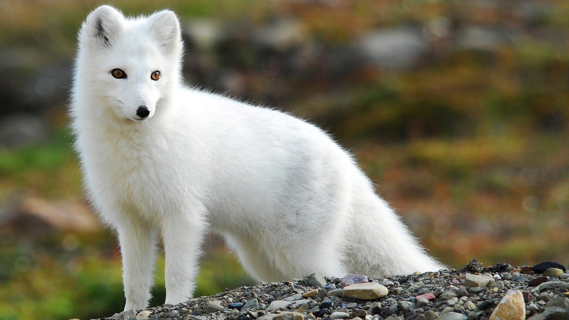 Baby Arctic Fox , HD Wallpaper & Backgrounds