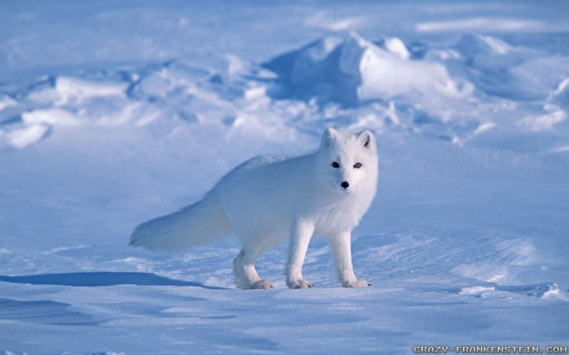 Snow Fox Wallpaper - Arctic Fox Wallpaper Snow , HD Wallpaper & Backgrounds
