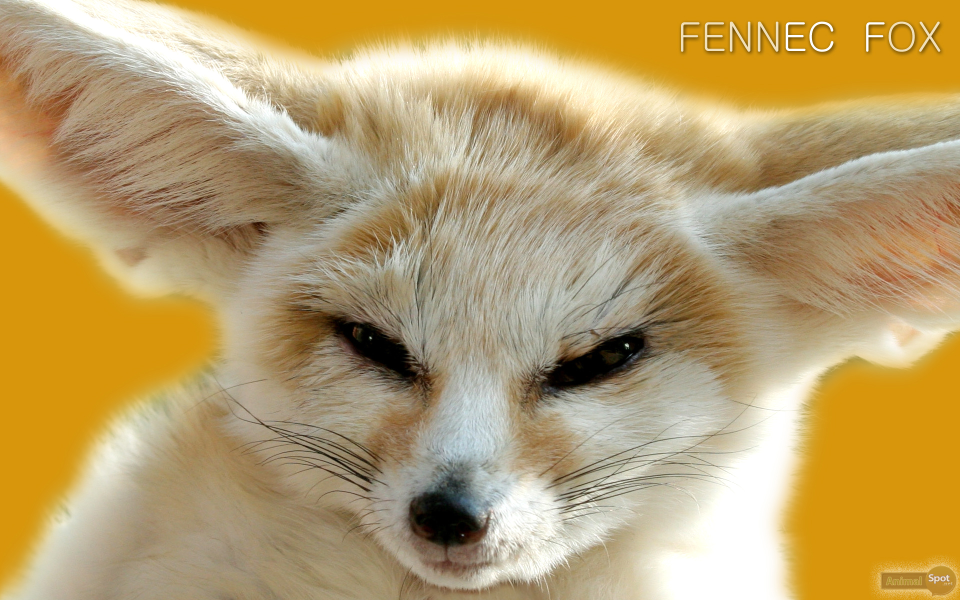 Best Fox Wallpapers And Backgrounds - Fennec Fox , HD Wallpaper & Backgrounds