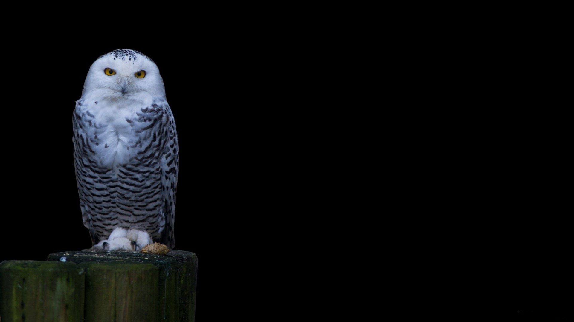 Owl Wallpaper Hd Download White Head Owl Wallpaper - Snowy Owl , HD Wallpaper & Backgrounds