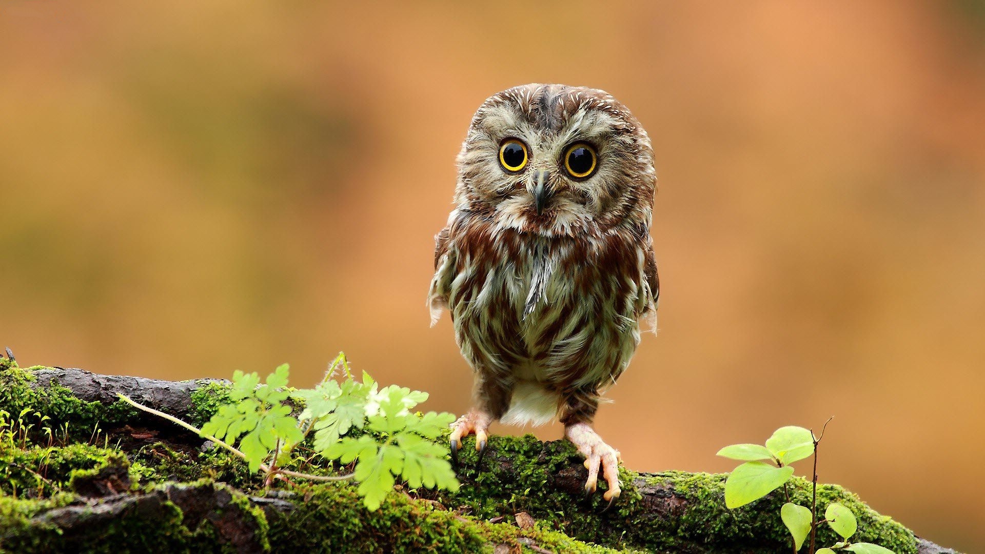 Cute Owl Wallpaper Hd - Baby Owl On Branch , HD Wallpaper & Backgrounds