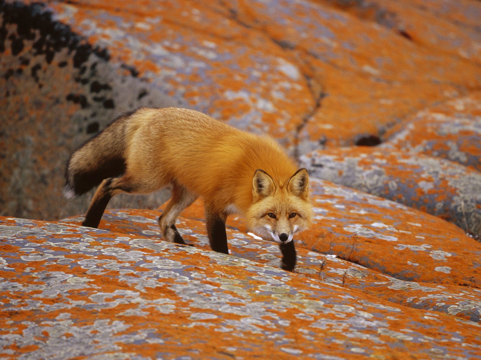 Red Fox Wallpaper - Red Fox In Desert , HD Wallpaper & Backgrounds