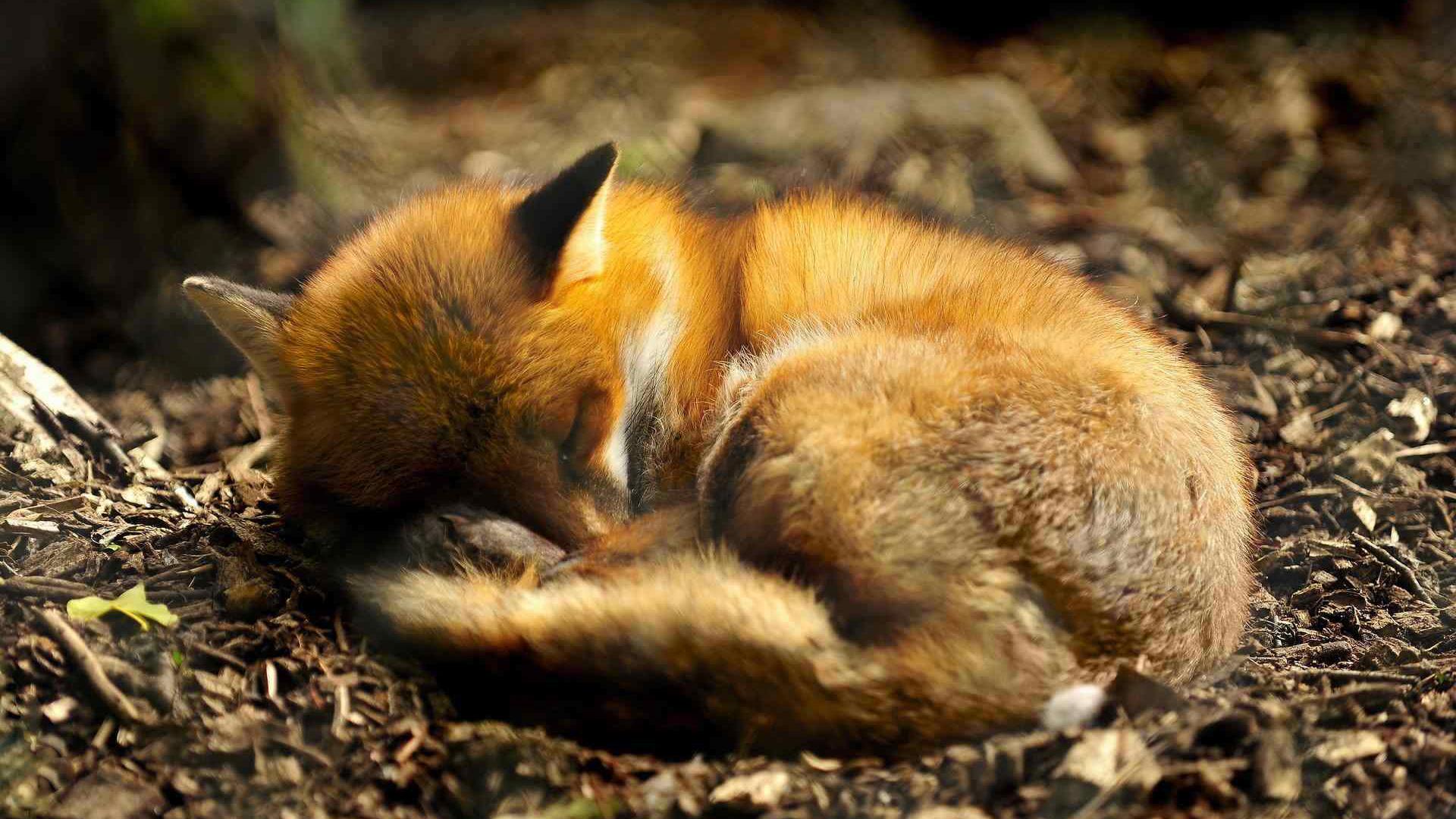 Baby Fox Wallpaper - Cute Baby Fox Sleeping , HD Wallpaper & Backgrounds