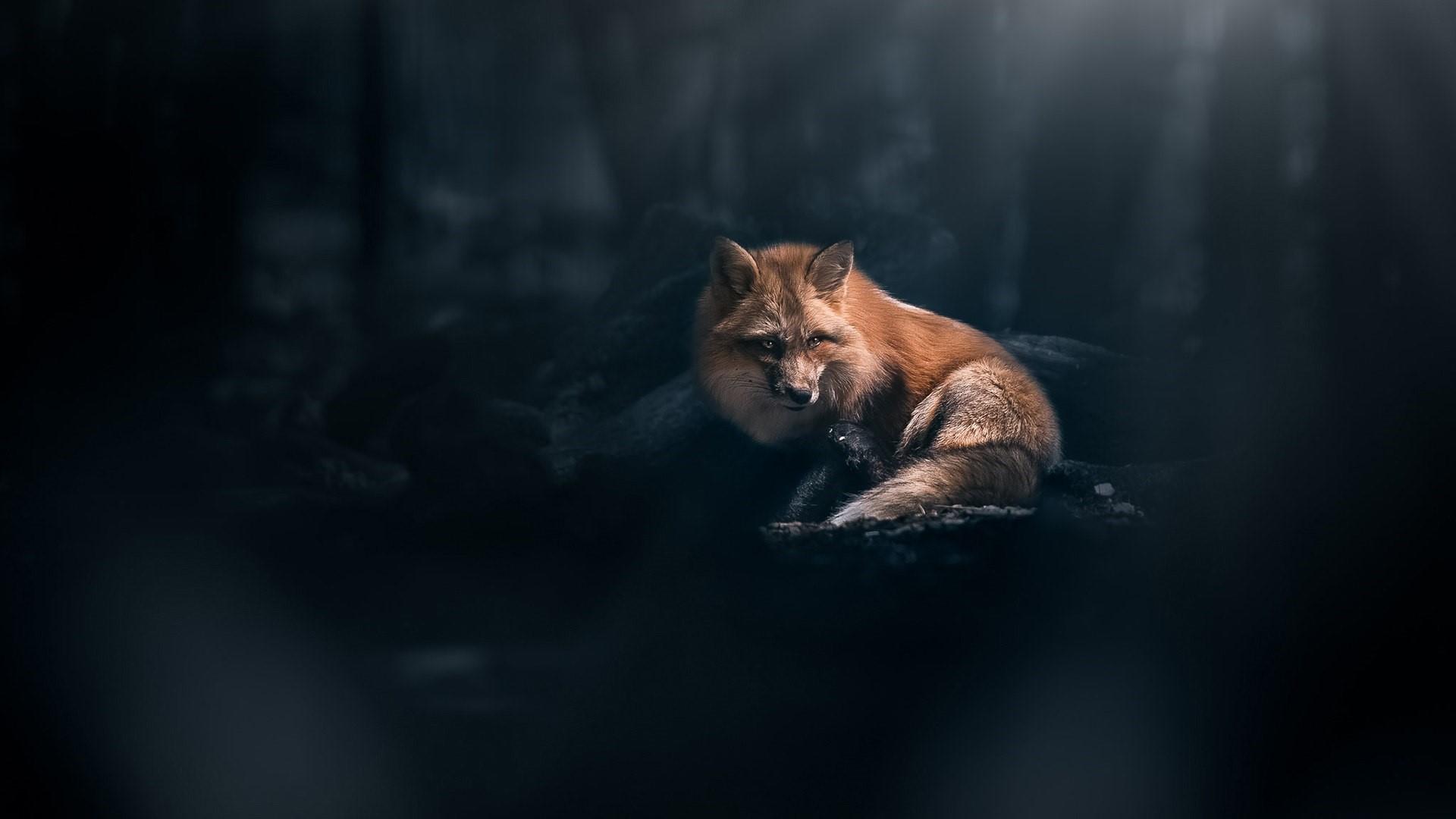 Fox Wallpaper - Fox In Dark Forest , HD Wallpaper & Backgrounds