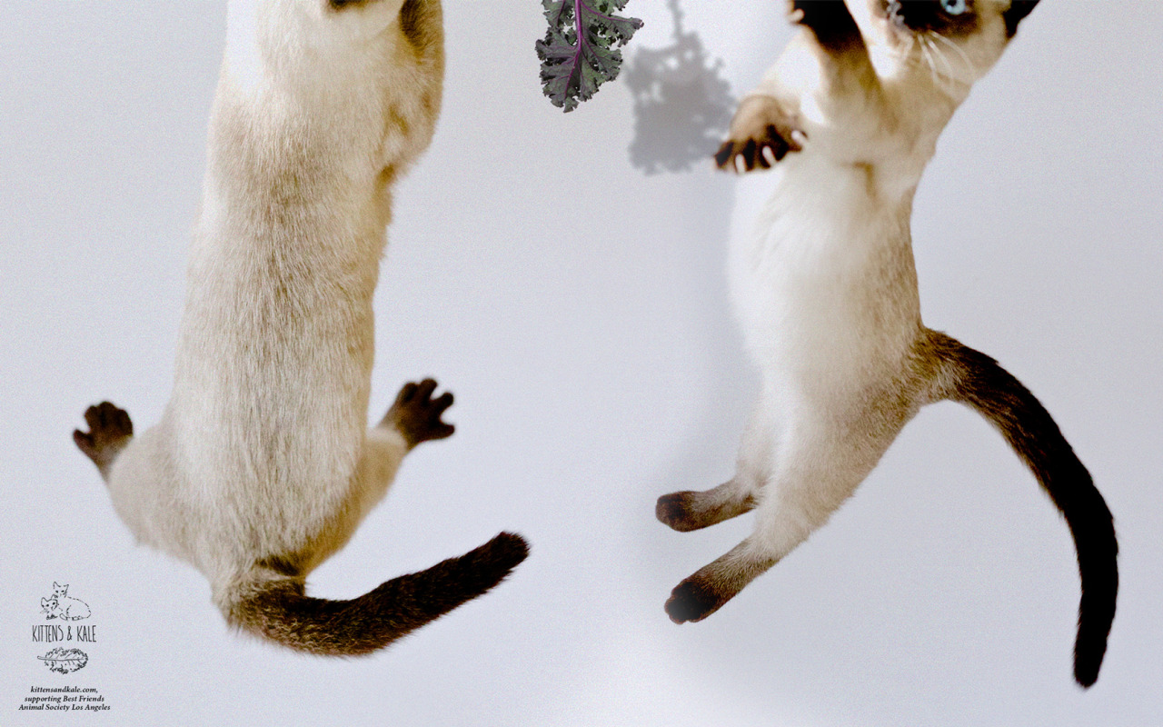 Kittens & Kale For The Fox Is Black - Desktop Wallpapers Hd Kittens , HD Wallpaper & Backgrounds